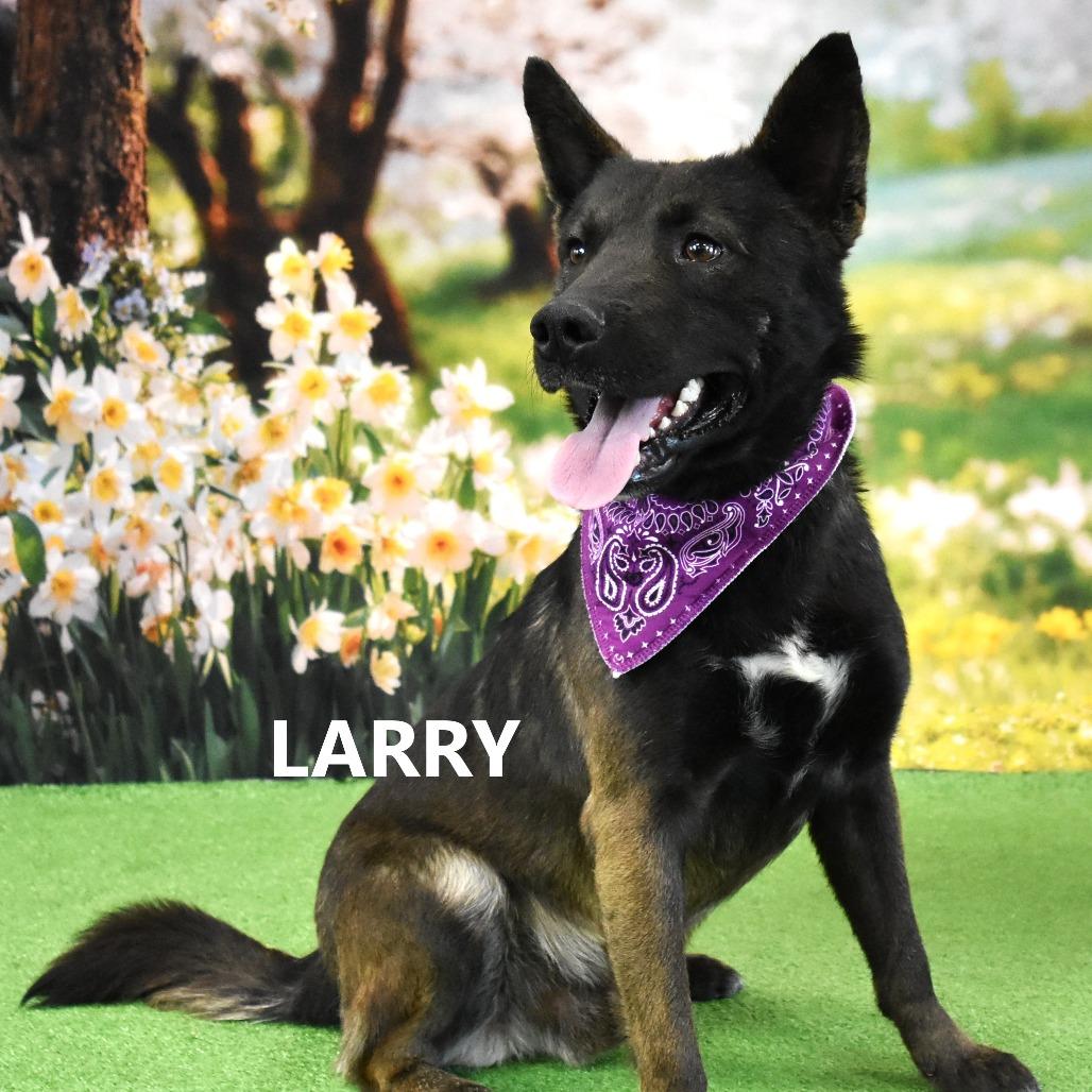 Enlarge Larry, a Adoptable Mixed Breed in Yuma, AZ image 4/4