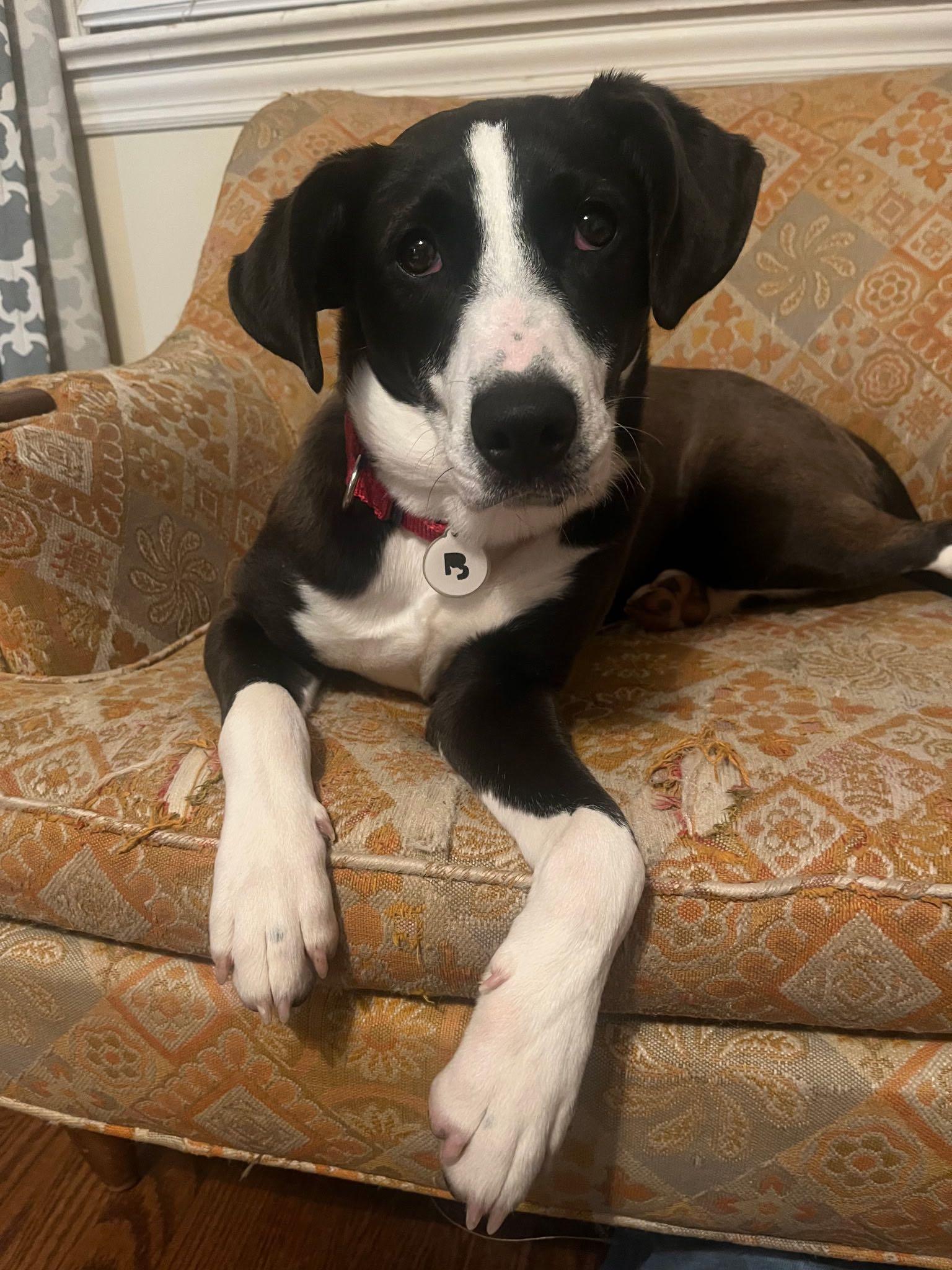 Zoey, Young Female Collie