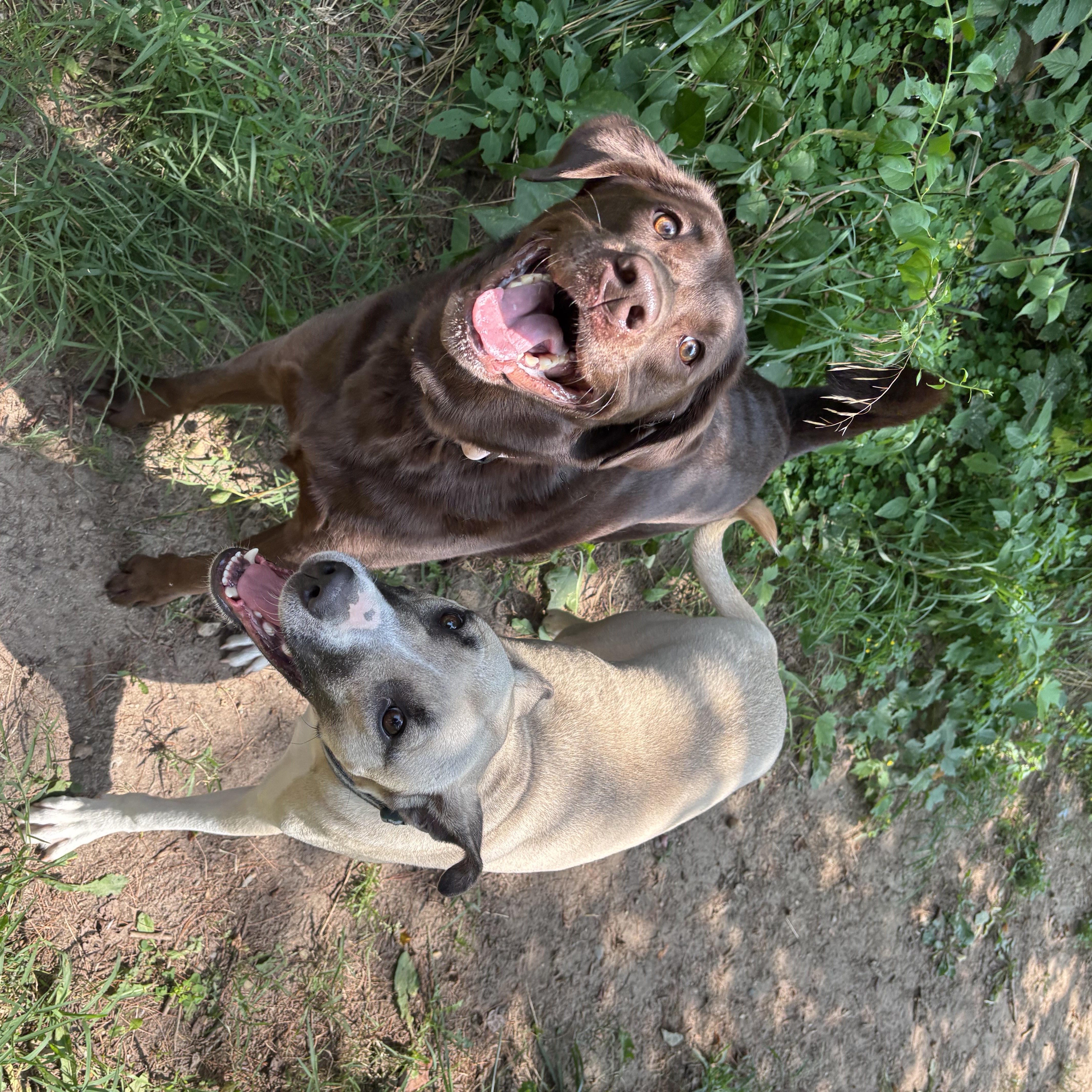 Indie, a ADOPTABLE Chocolate Labrador Retriever in Ortonville, MI image 2/5