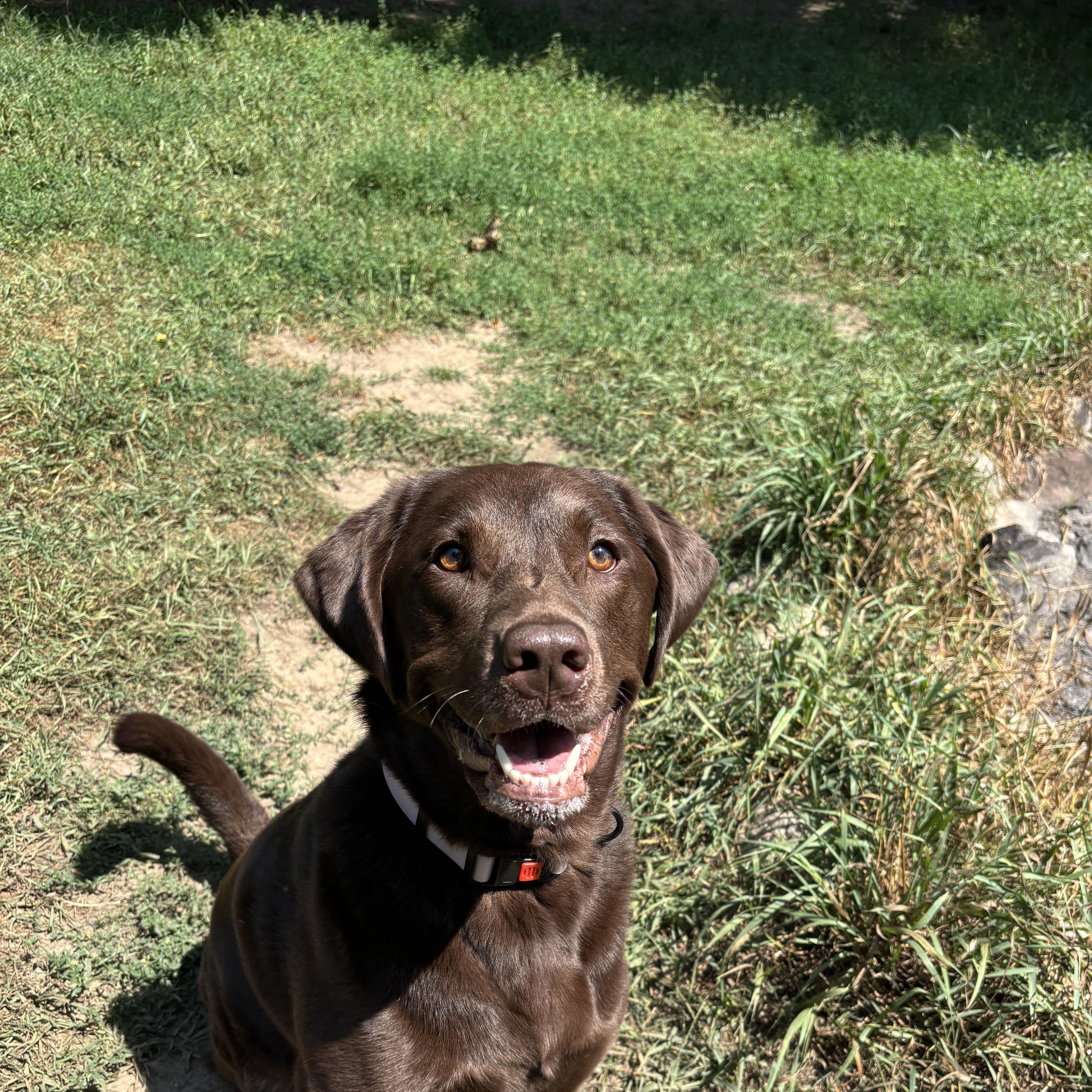 Indie, ADOPTABLE, Adult Female Chocolate Labrador Retriever.