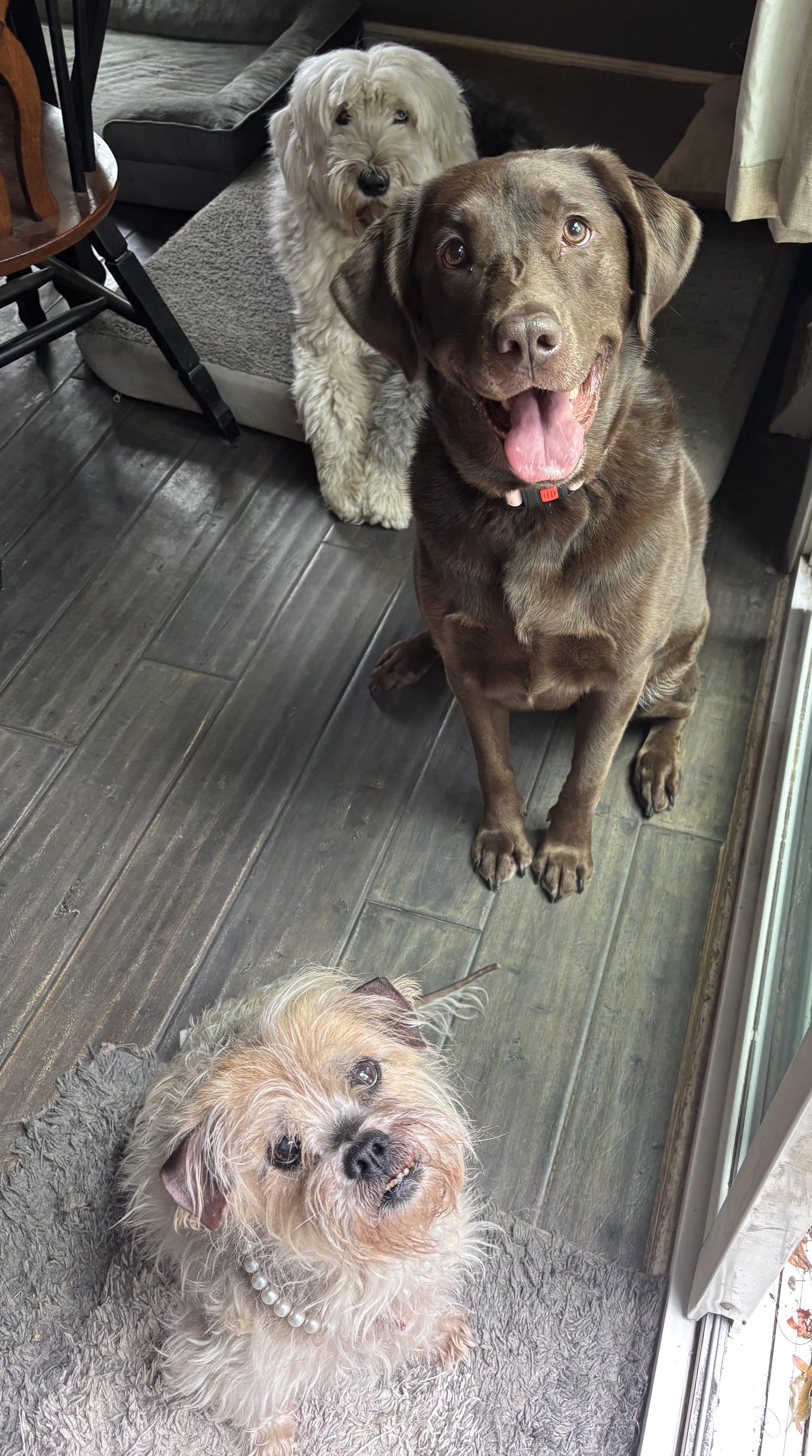 Indie, a ADOPTABLE Chocolate Labrador Retriever in Ortonville, MI image 3/5