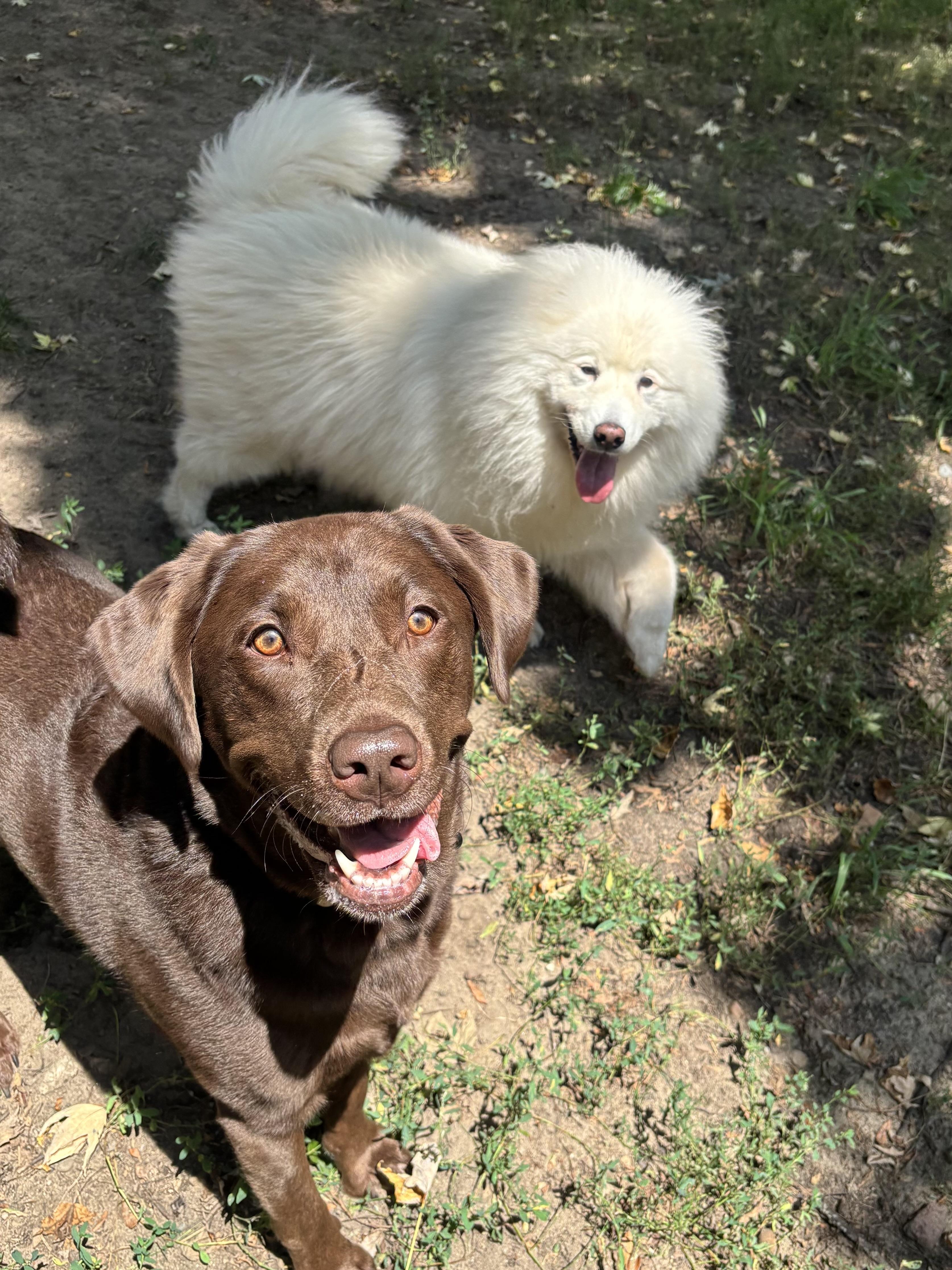 Indie, a ADOPTABLE Chocolate Labrador Retriever in Ortonville, MI image 5/5