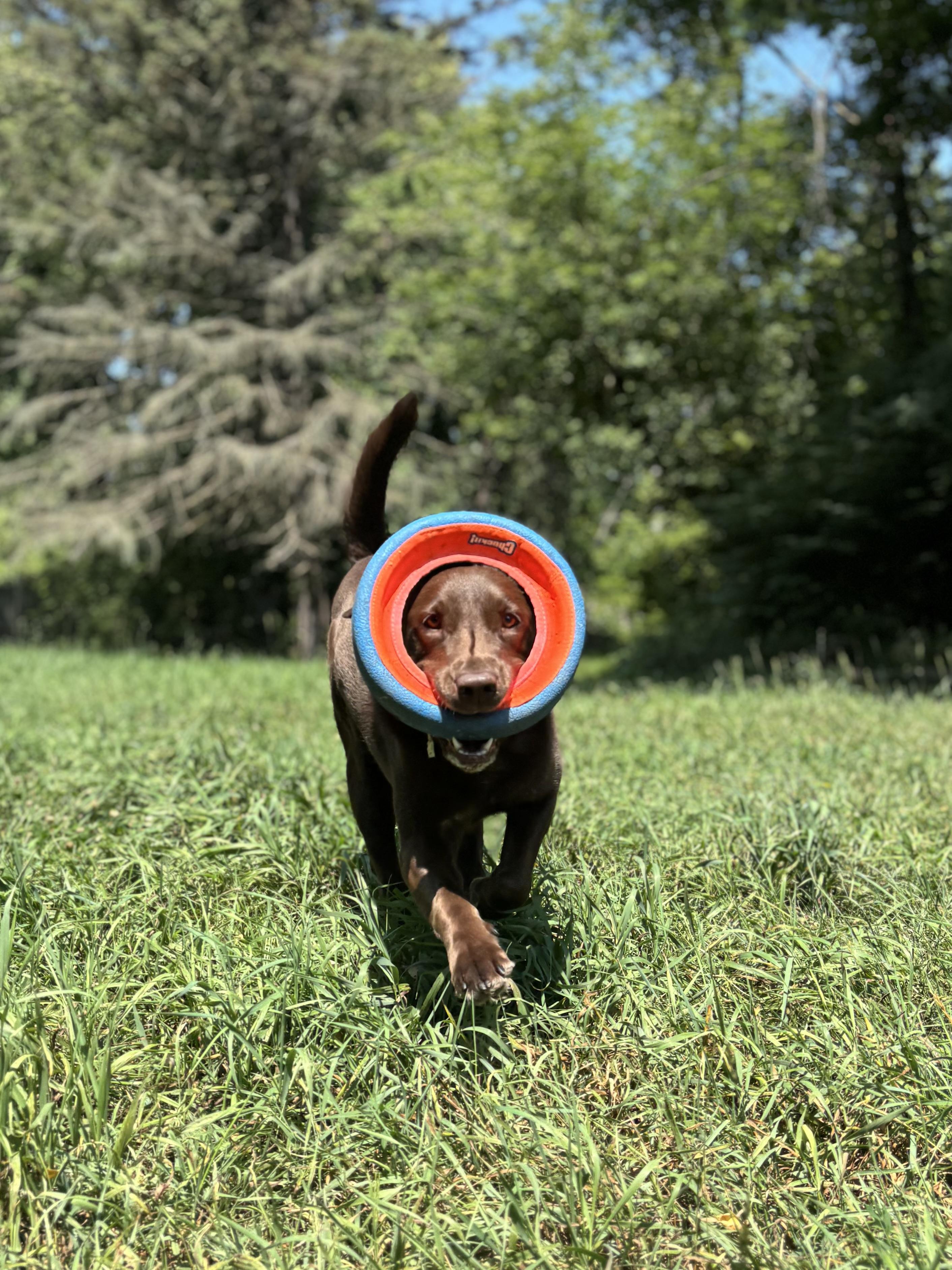 Indie, a ADOPTABLE Chocolate Labrador Retriever in Ortonville, MI image 4/5