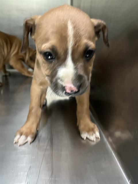 Miles -- LONGTIME RESIDENT!, adopted, Puppy Male Terrier.