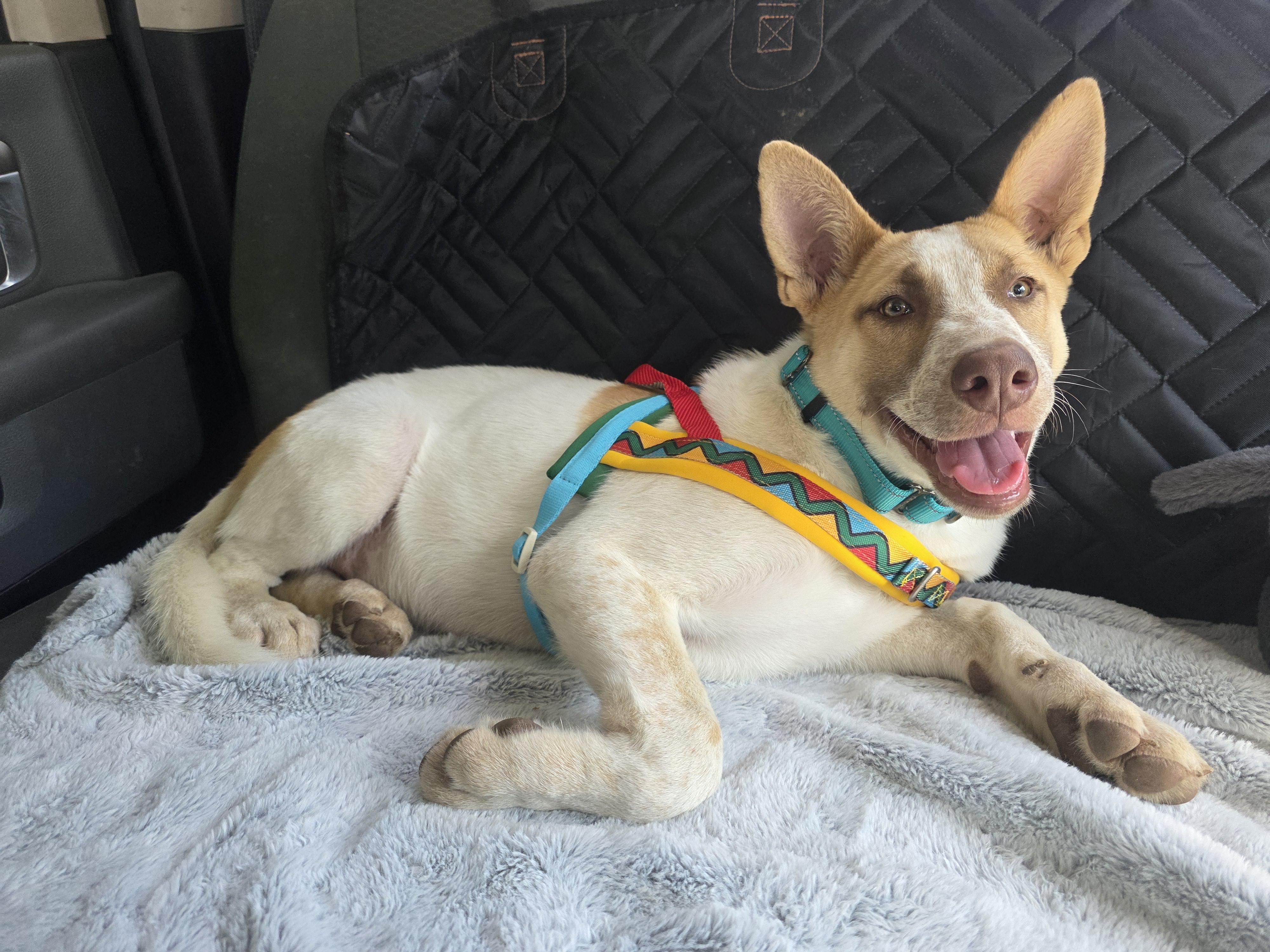 Enlarge Forest, a Adoptable mixed breed in Santa Clara, CA image 6/6