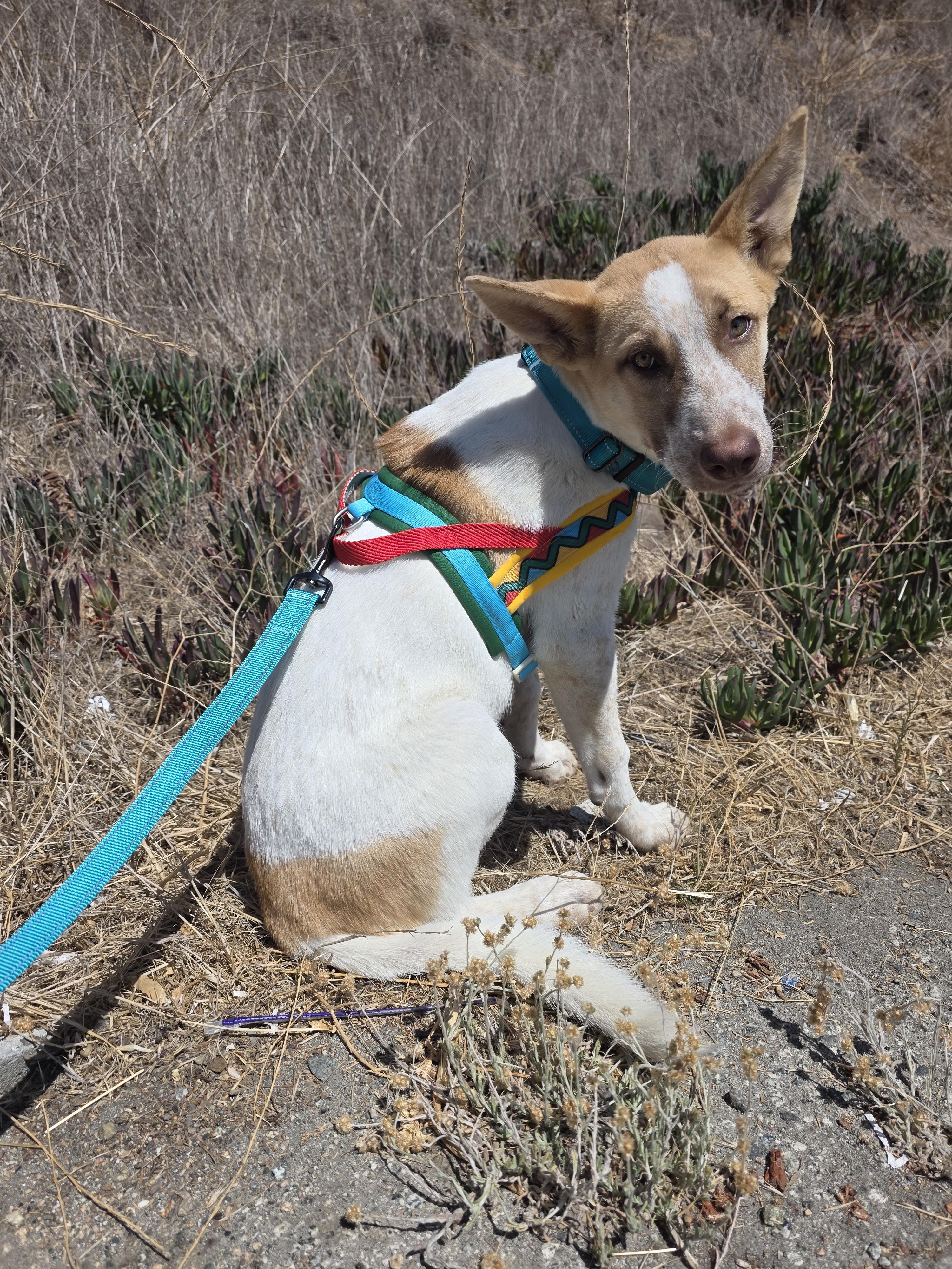 Forest, Adoptable, Puppy Male Shepherd.