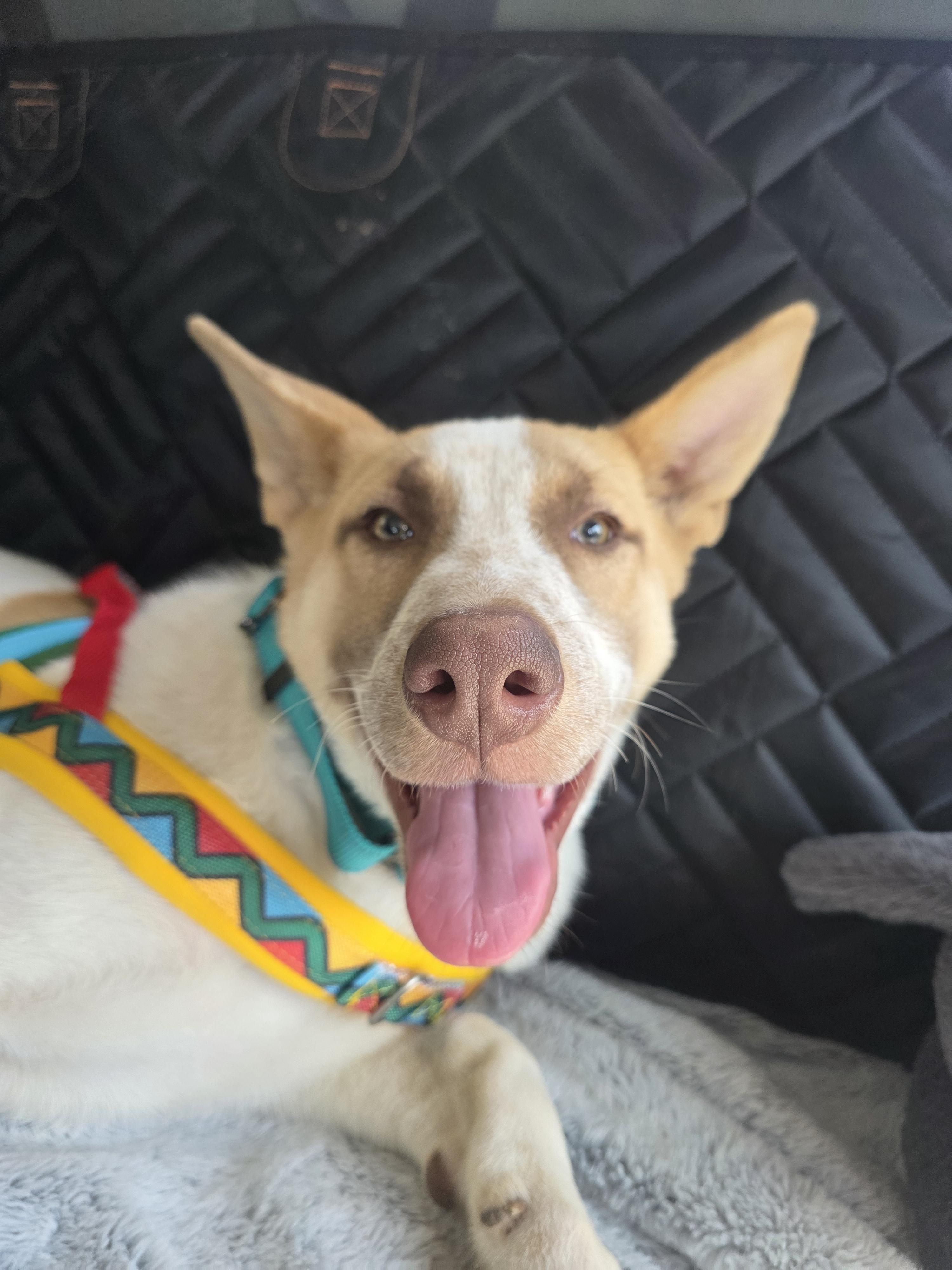 Enlarge Forest, a Adoptable mixed breed in Santa Clara, CA image 4/6