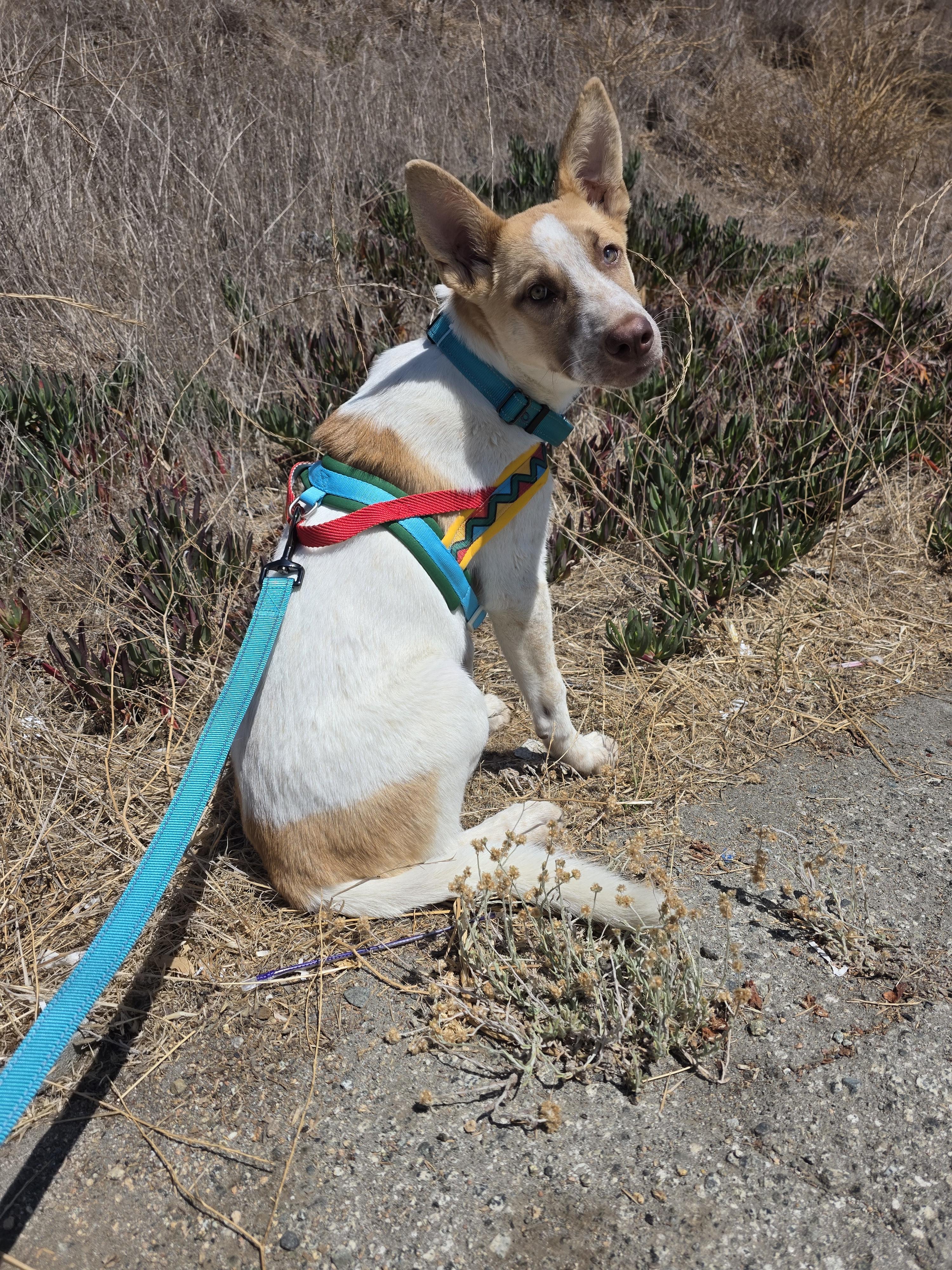 Enlarge Forest, a Adoptable mixed breed in Santa Clara, CA image 5/6