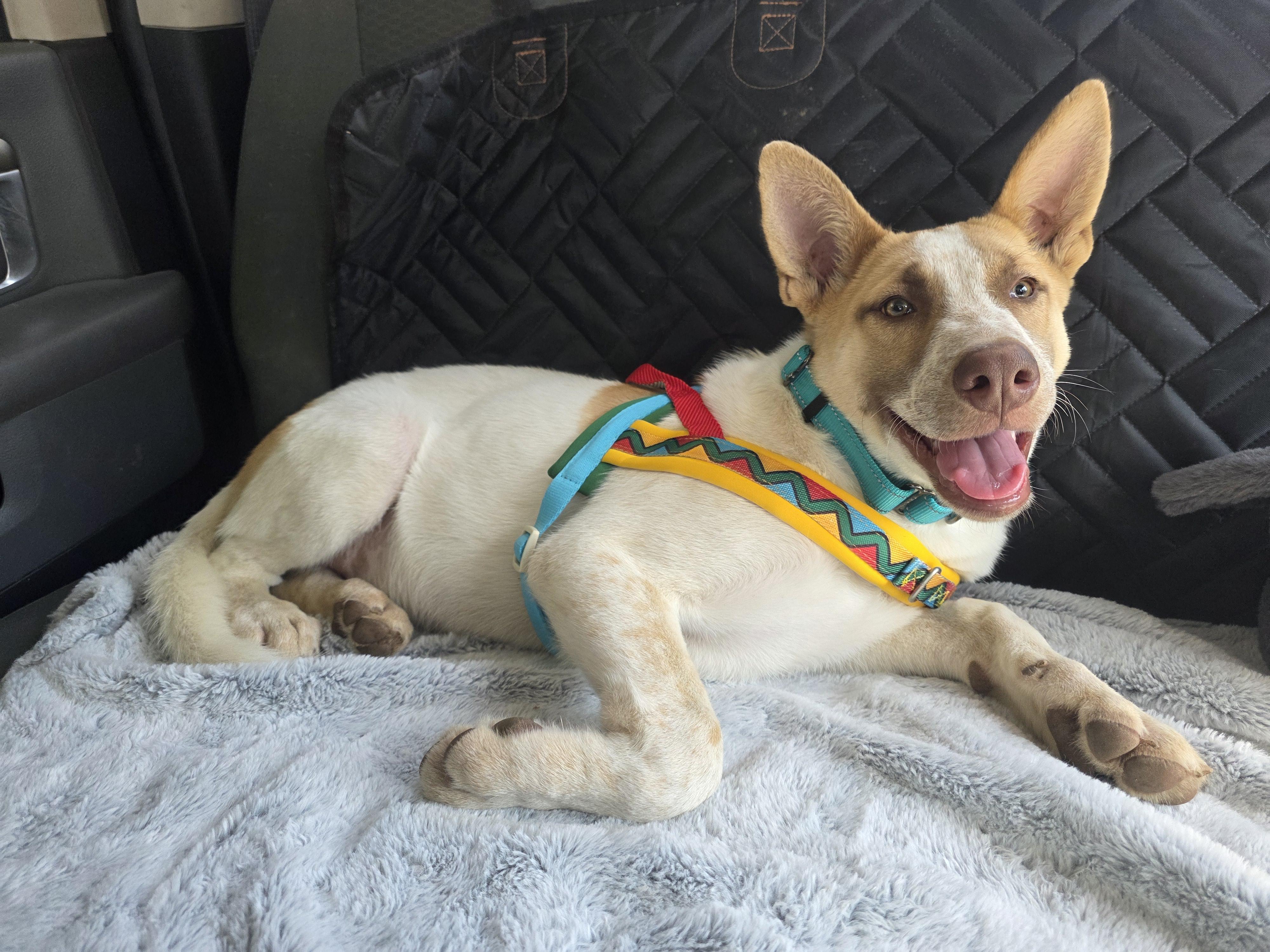 Enlarge Forest, a Adoptable mixed breed in Santa Clara, CA image 3/6