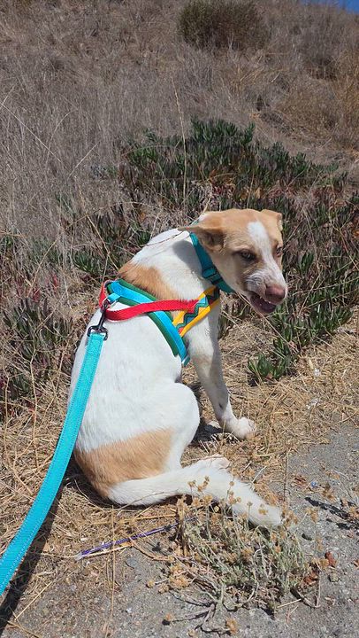 Enlarge Forest, a Adoptable mixed breed in Santa Clara, CA video 1/6