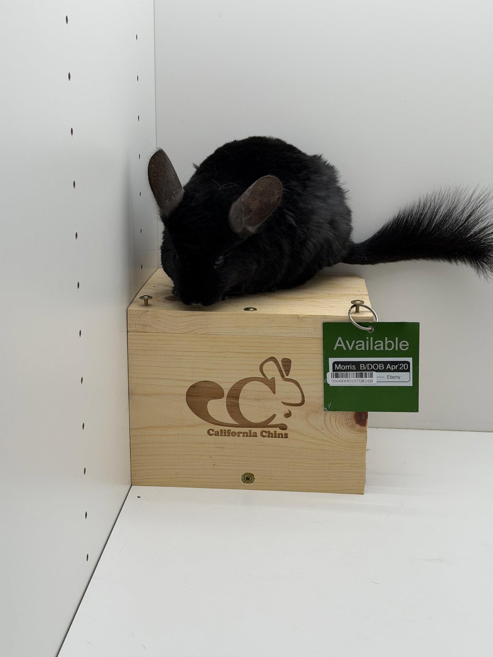 Morris, a Adoptable Chinchilla in Sunnyvale, CA image 1/3