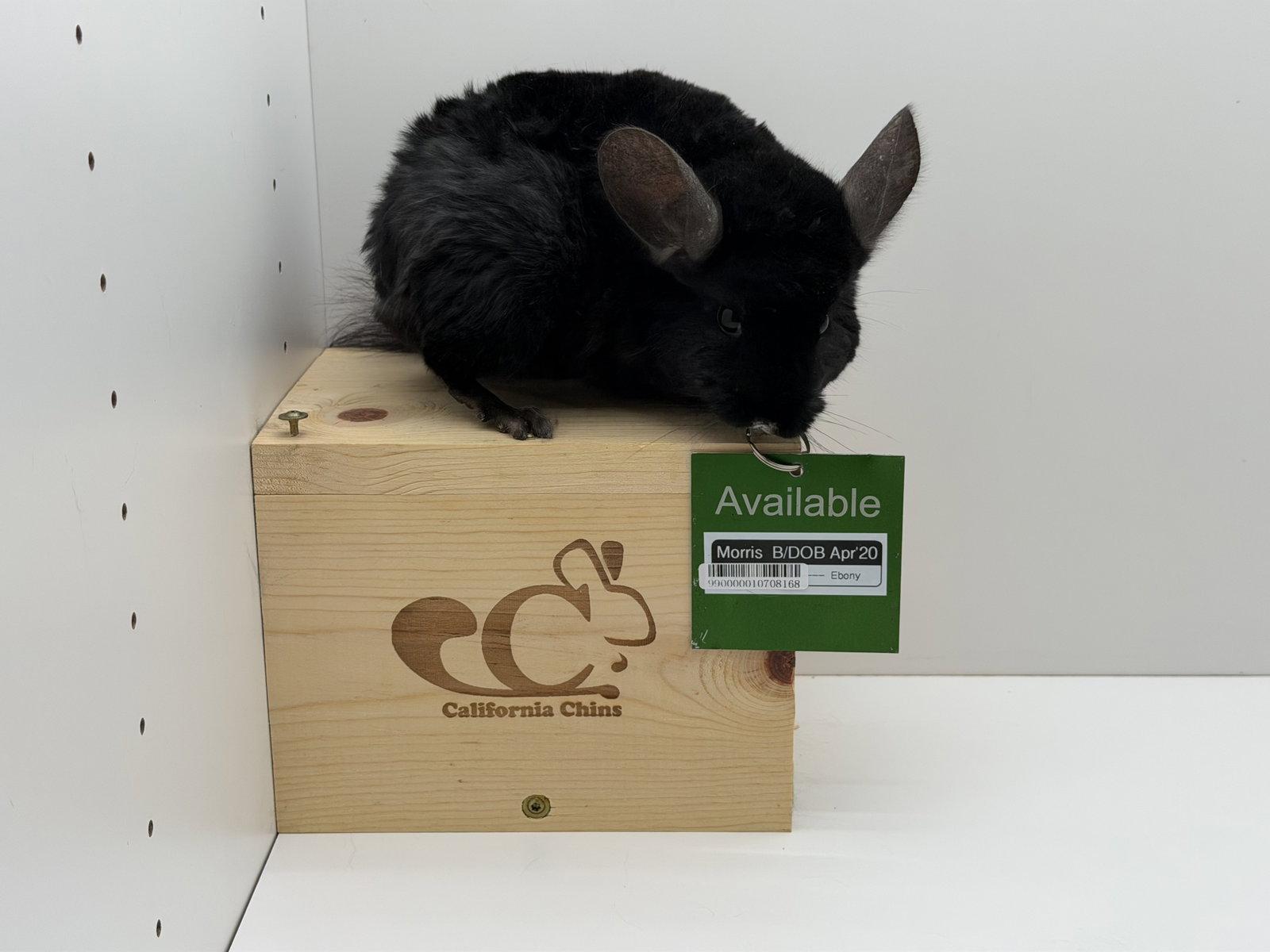 Morris, a Adoptable Chinchilla in Sunnyvale, CA image 2/3