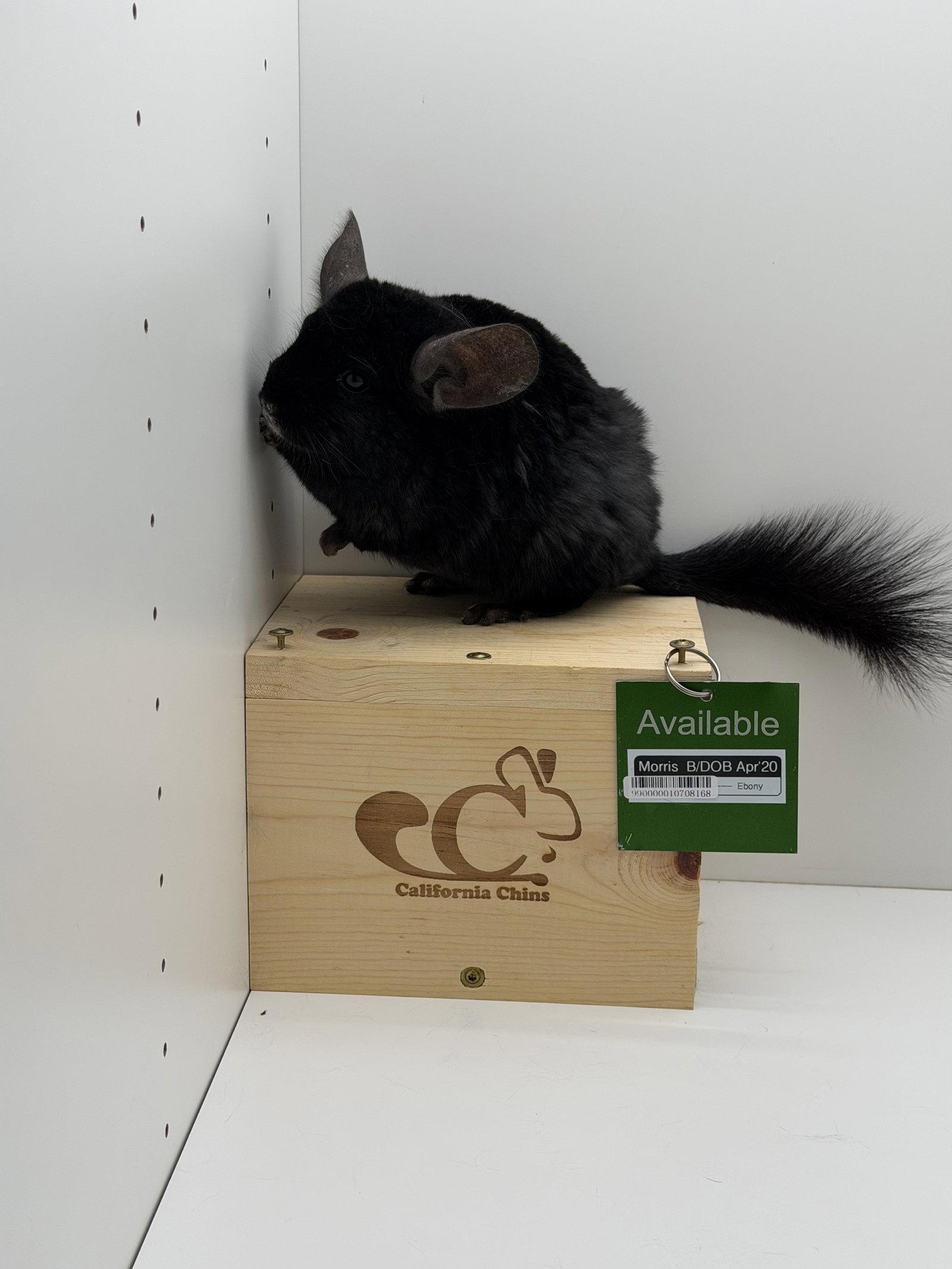 Morris, a Adoptable Chinchilla in Sunnyvale, CA image 3/3