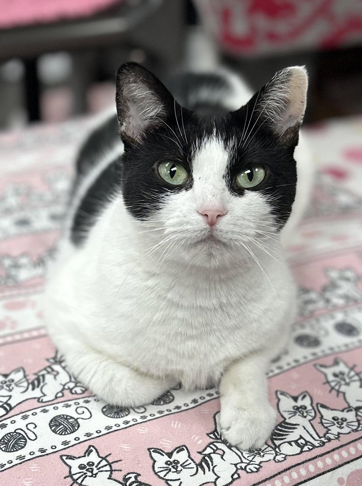 Enlarge Lilly, a Adoptable Domestic Short Hair in Whitehall, PA image 1/1