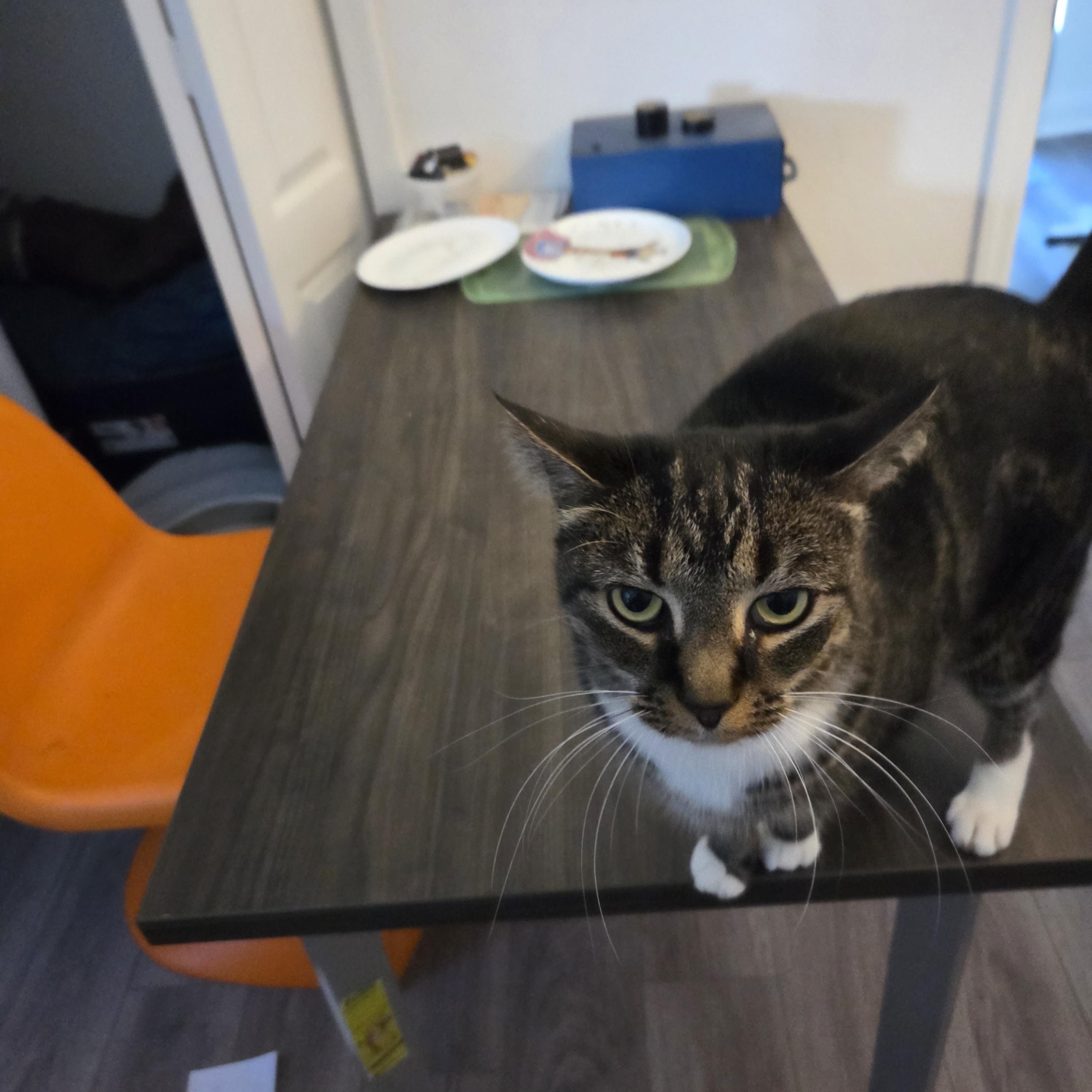 Nemo, a Adoptable mixed breed in Orlando, FL image 4/4