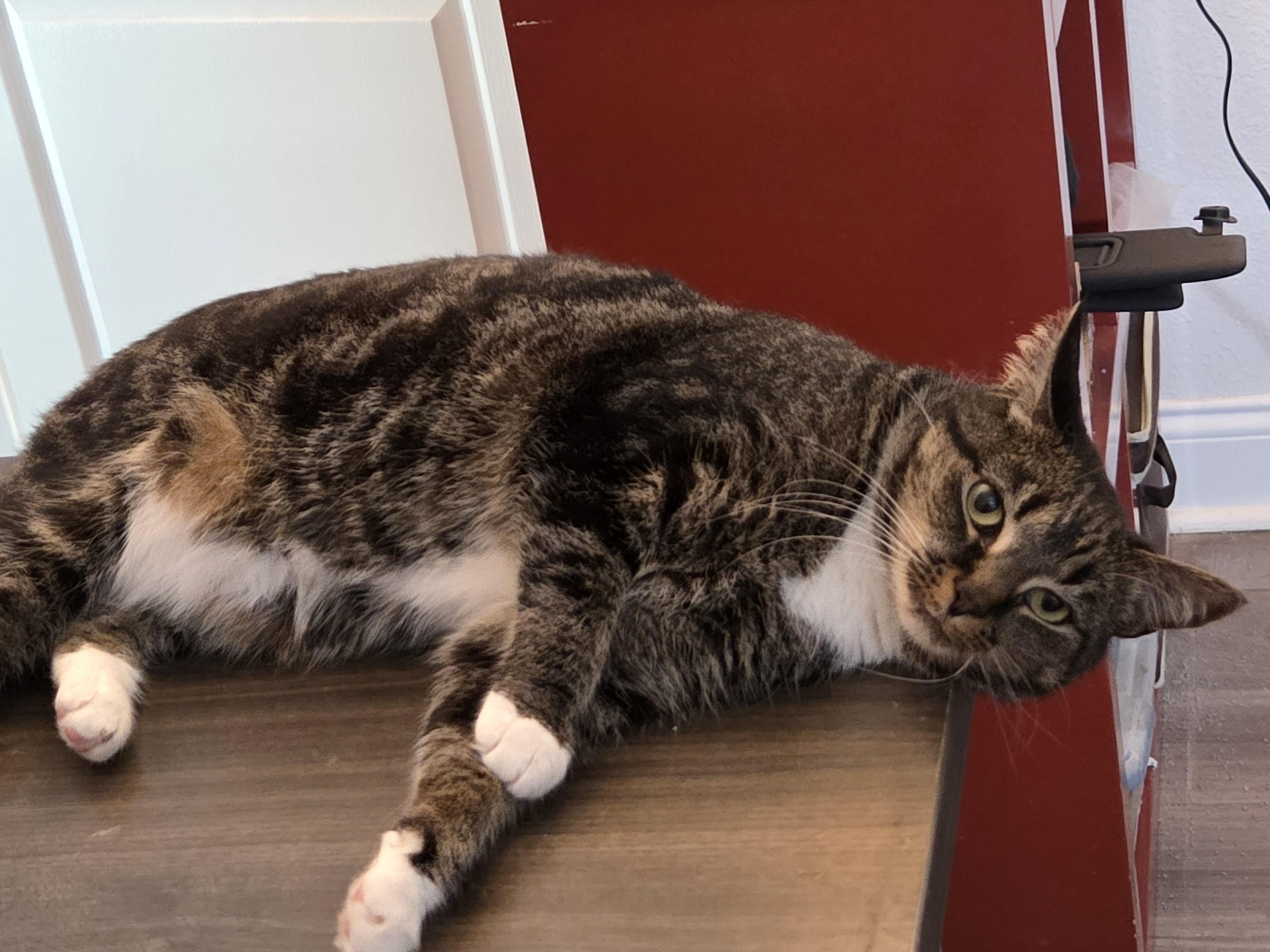 Nemo, a Adoptable mixed breed in Orlando, FL image 3/4