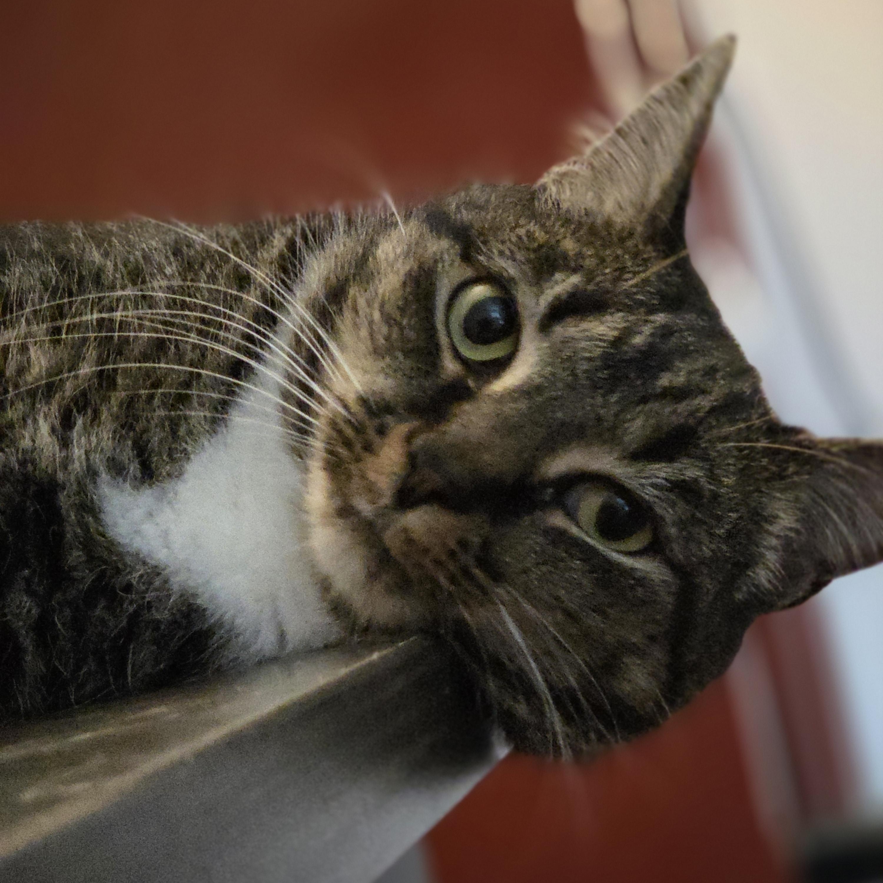 Nemo, a Adoptable mixed breed in Orlando, FL image 2/4