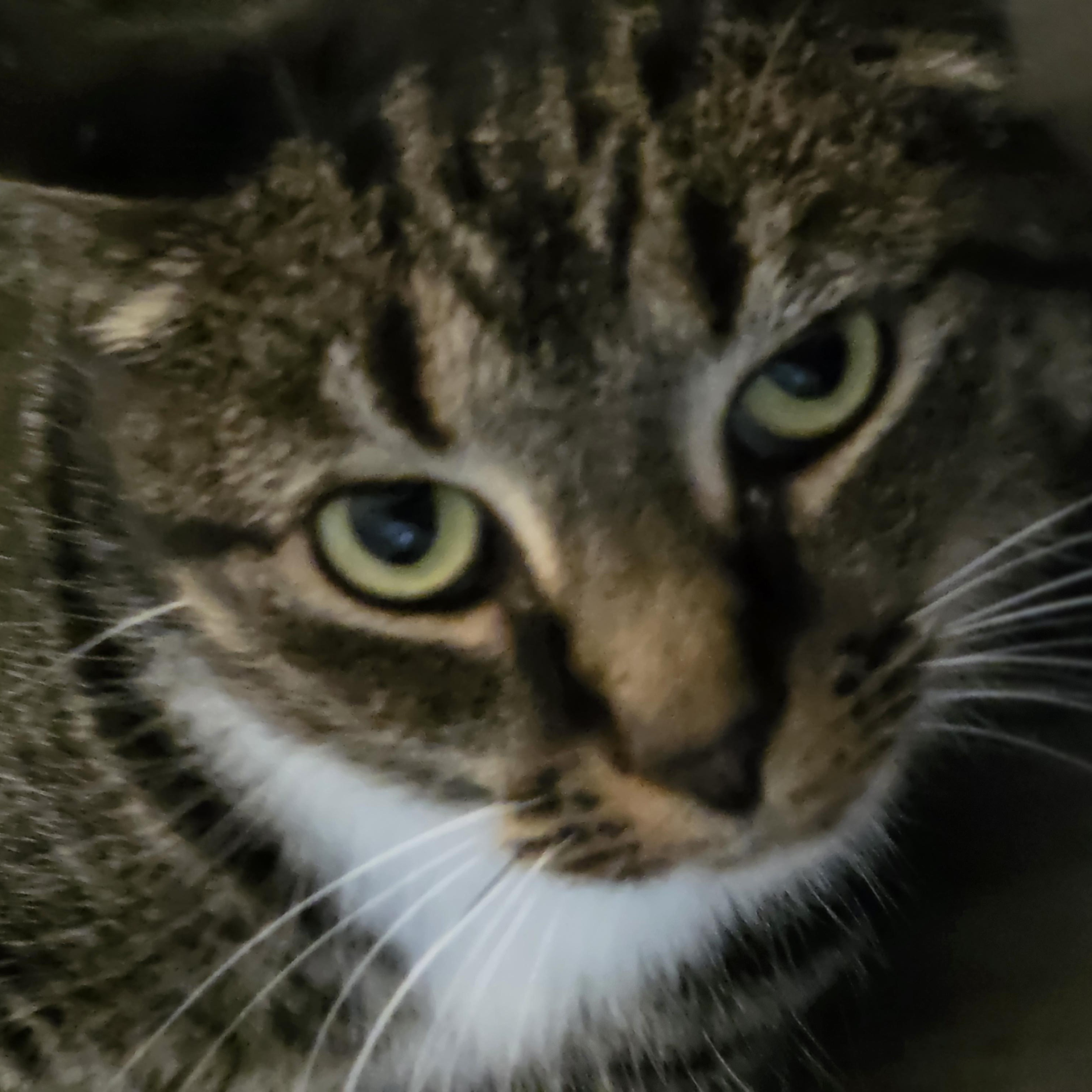 Nemo, Adoptable, Adult Female Tabby.