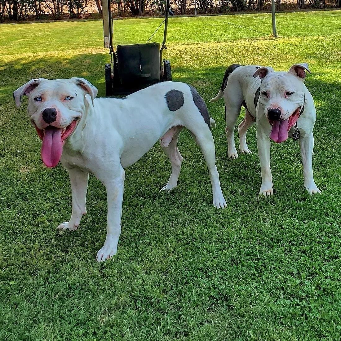 Eddie, a Adoptable mixed breed in Peoria, AZ image 1/6