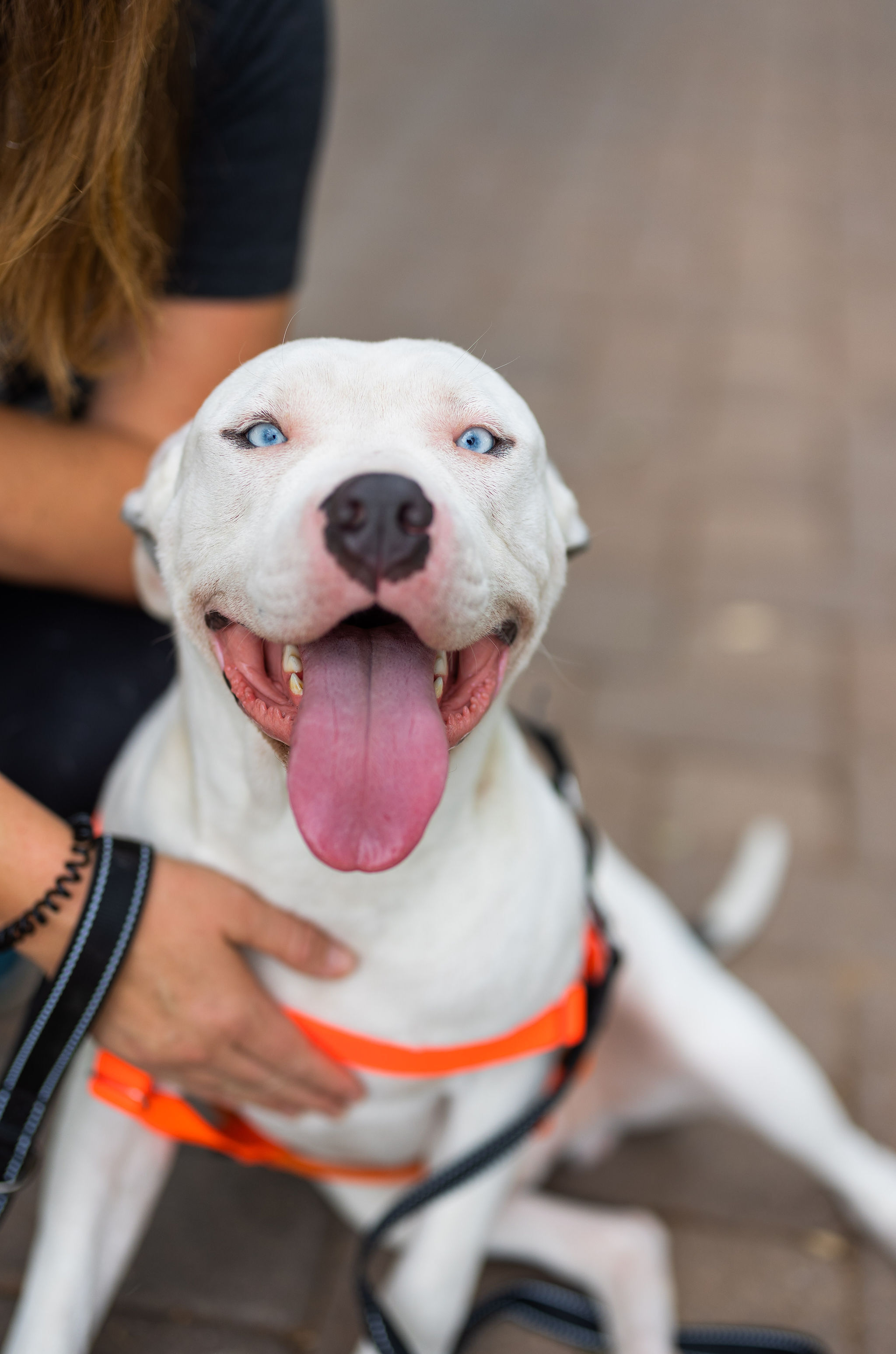 Eddie, a Adoptable mixed breed in Peoria, AZ image 2/6