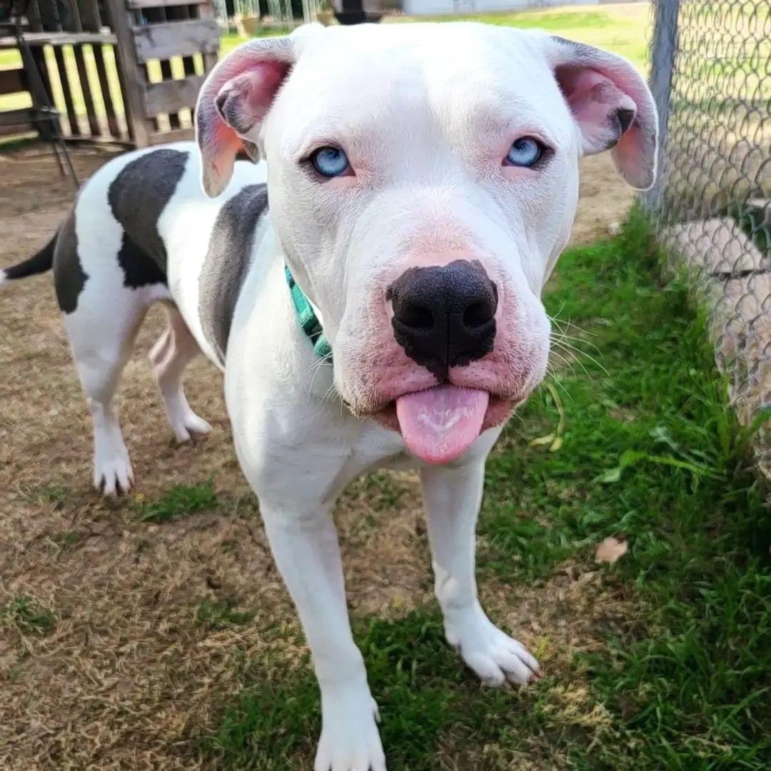 Eddie, a Adoptable mixed breed in Peoria, AZ image 4/6