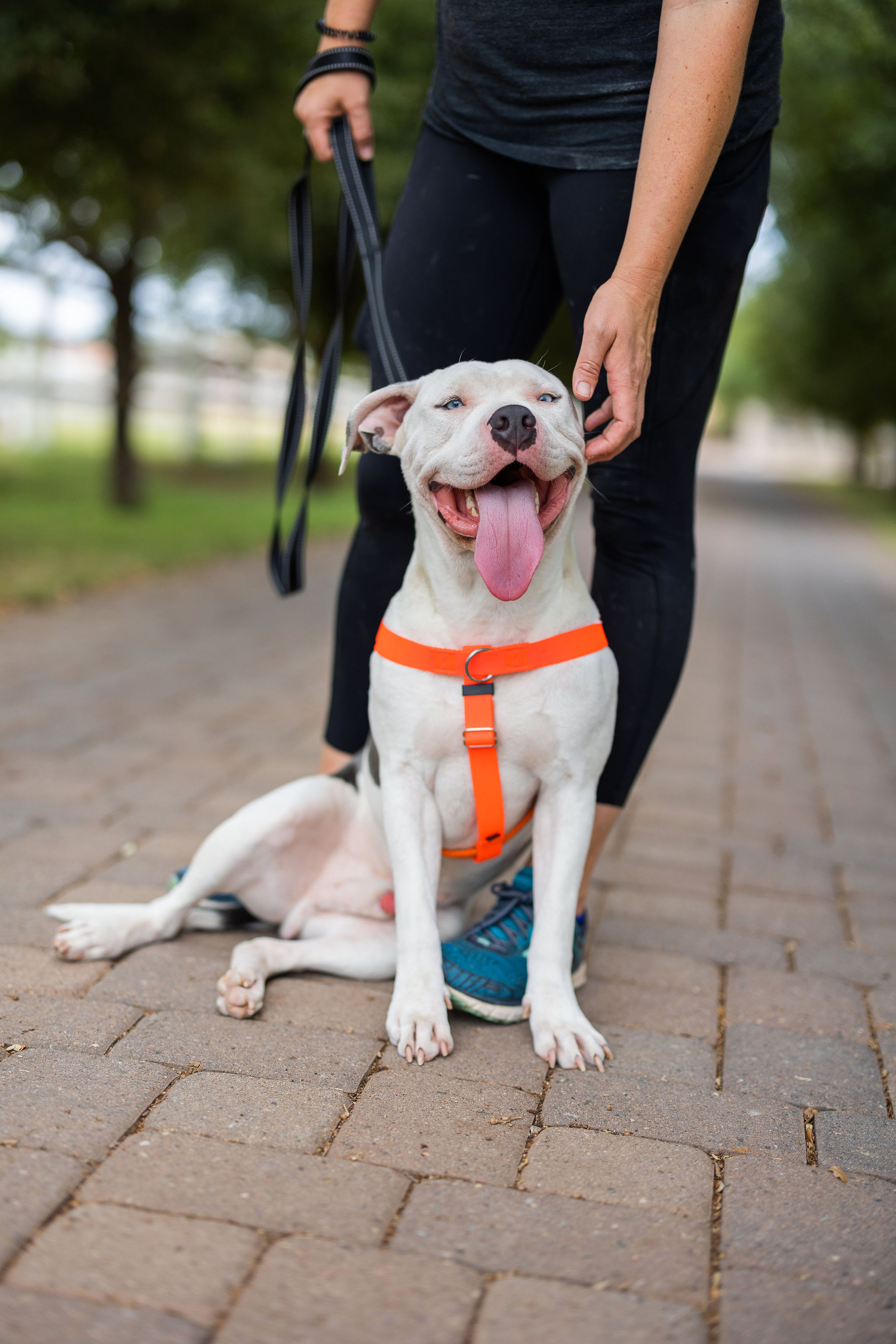 Eddie, a Adoptable mixed breed in Peoria, AZ image 5/6