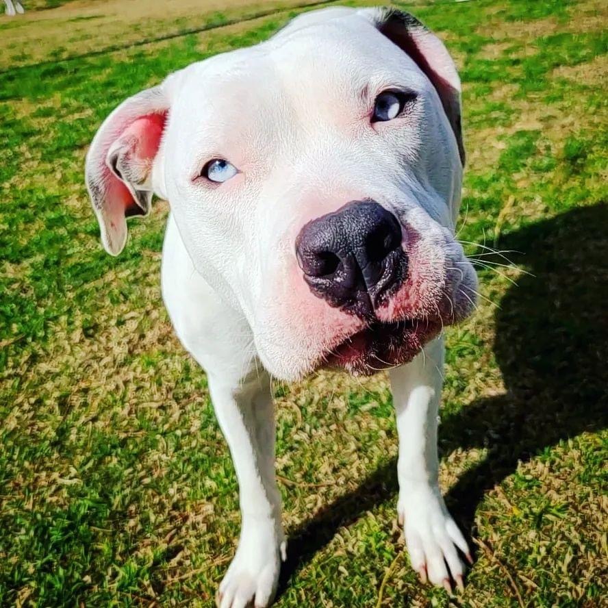 Eddie, a Adoptable mixed breed in Peoria, AZ image 6/6