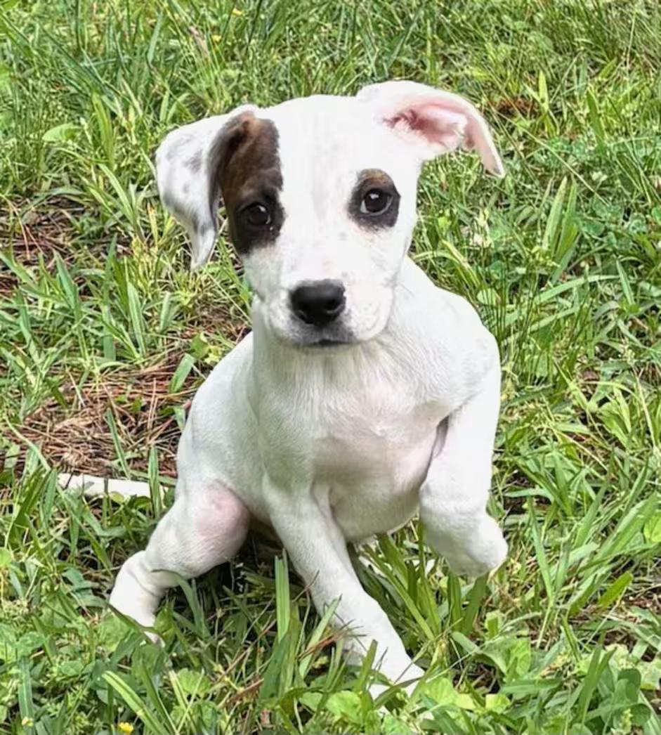 Jig, an adopted mixed breed in Watertown, CT image 2/4