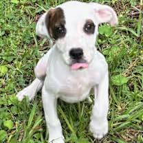 Jig, an adopted mixed breed in Watertown, CT image 3/4