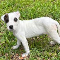 Jig, an adopted mixed breed in Watertown, CT image 4/4