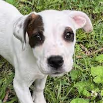 Jig, adopted, Puppy Female Beagle & Bulldog.