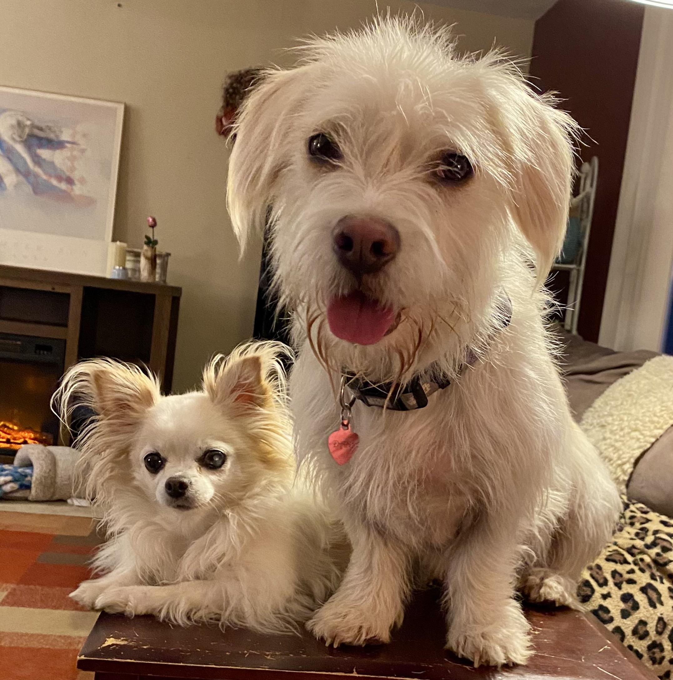 Kevin, ADOPTABLE, Young Male Basset Hound & Wheaten Terrier.