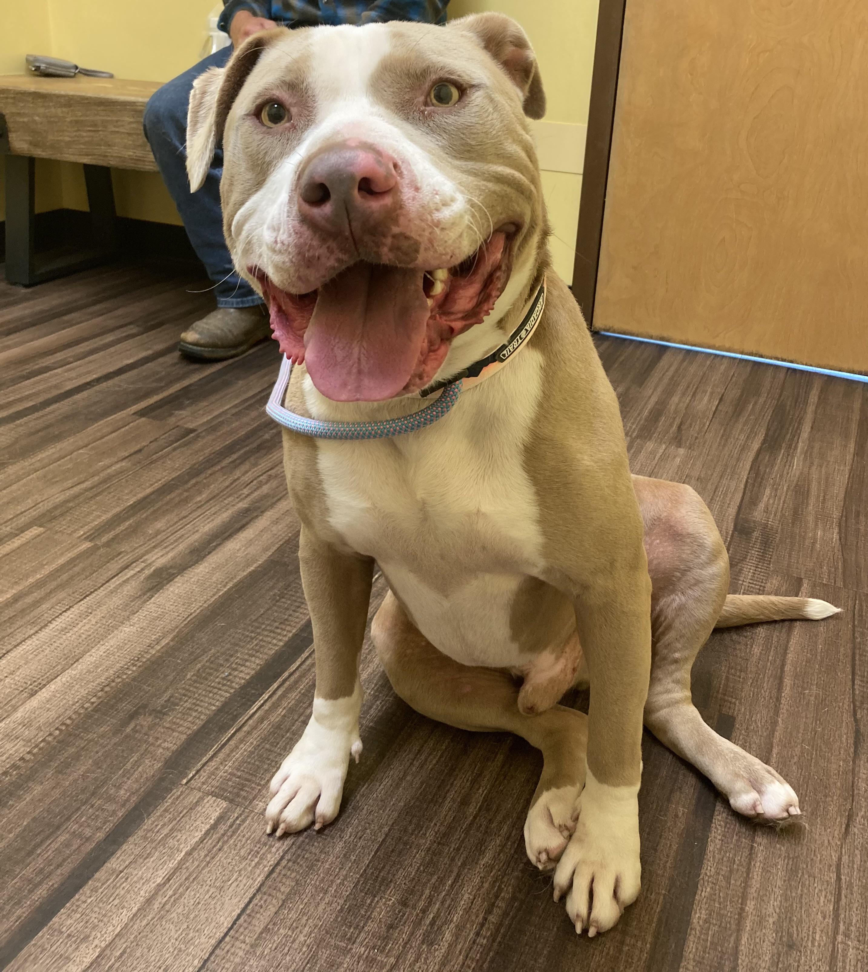 Enlarge Tank, a Adopted American Staffordshire Terrier in Vallonia, IN image 1/1