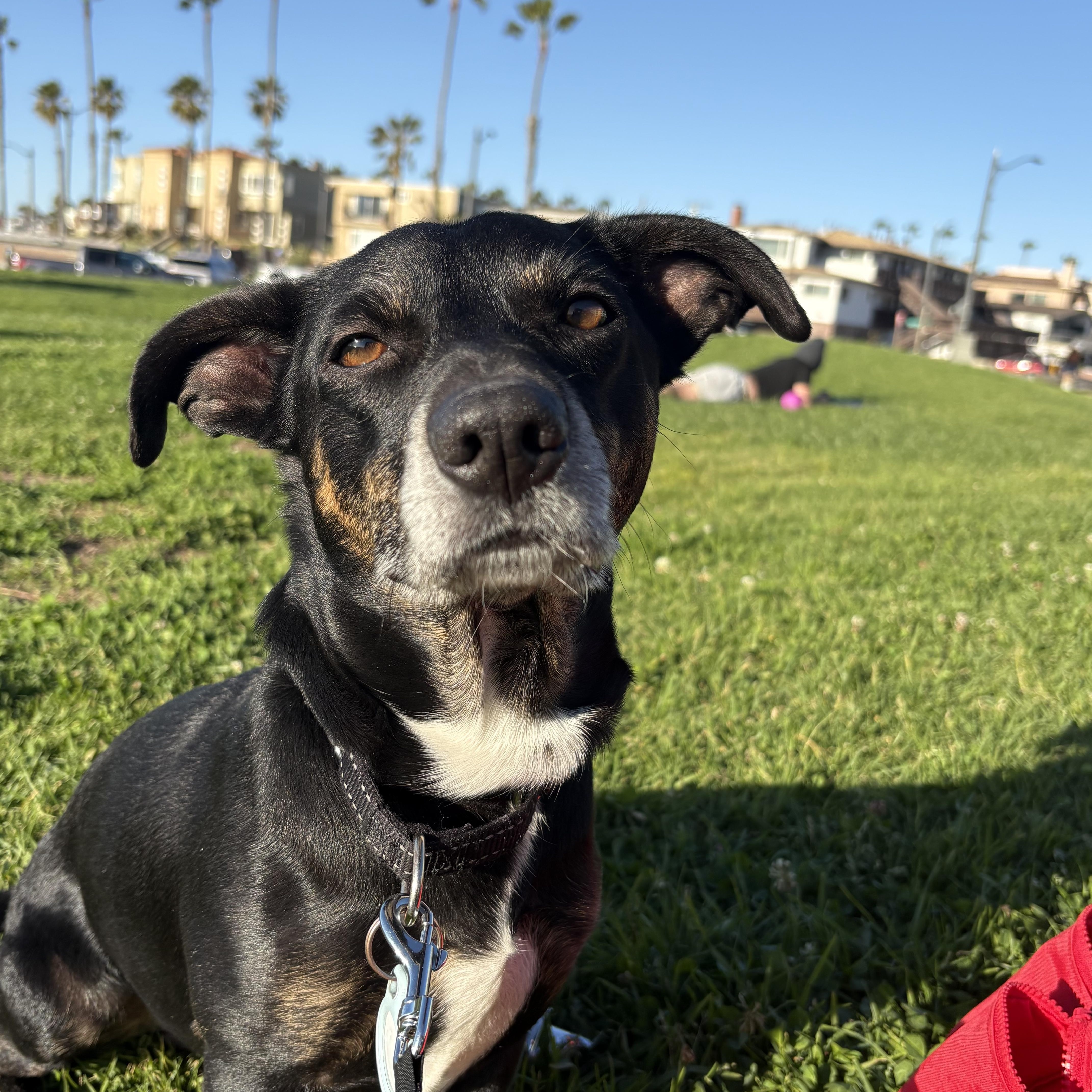 Enlarge Sparky Loko, a ADOPTABLE mixed breed in Los Angeles, CA image 5/6