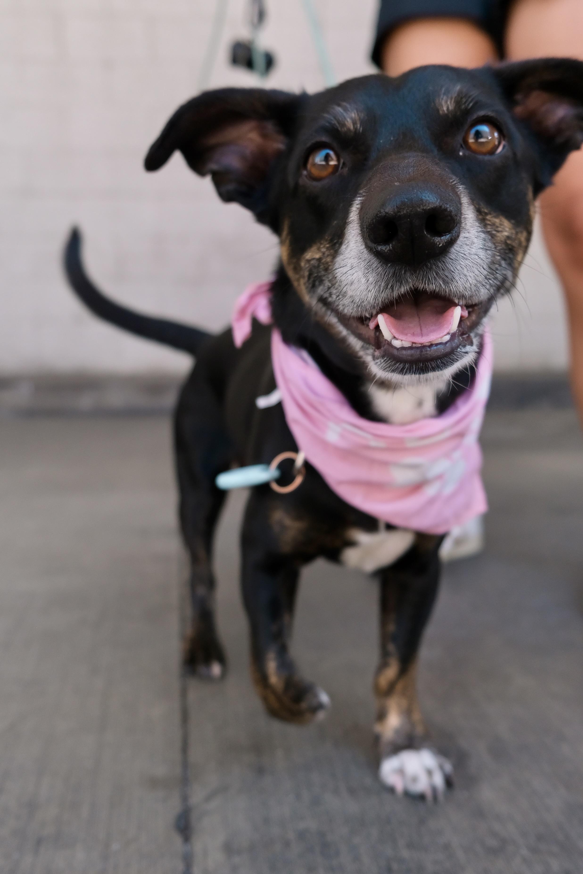 Enlarge Sparky Loko, a ADOPTABLE mixed breed in Los Angeles, CA image 3/6