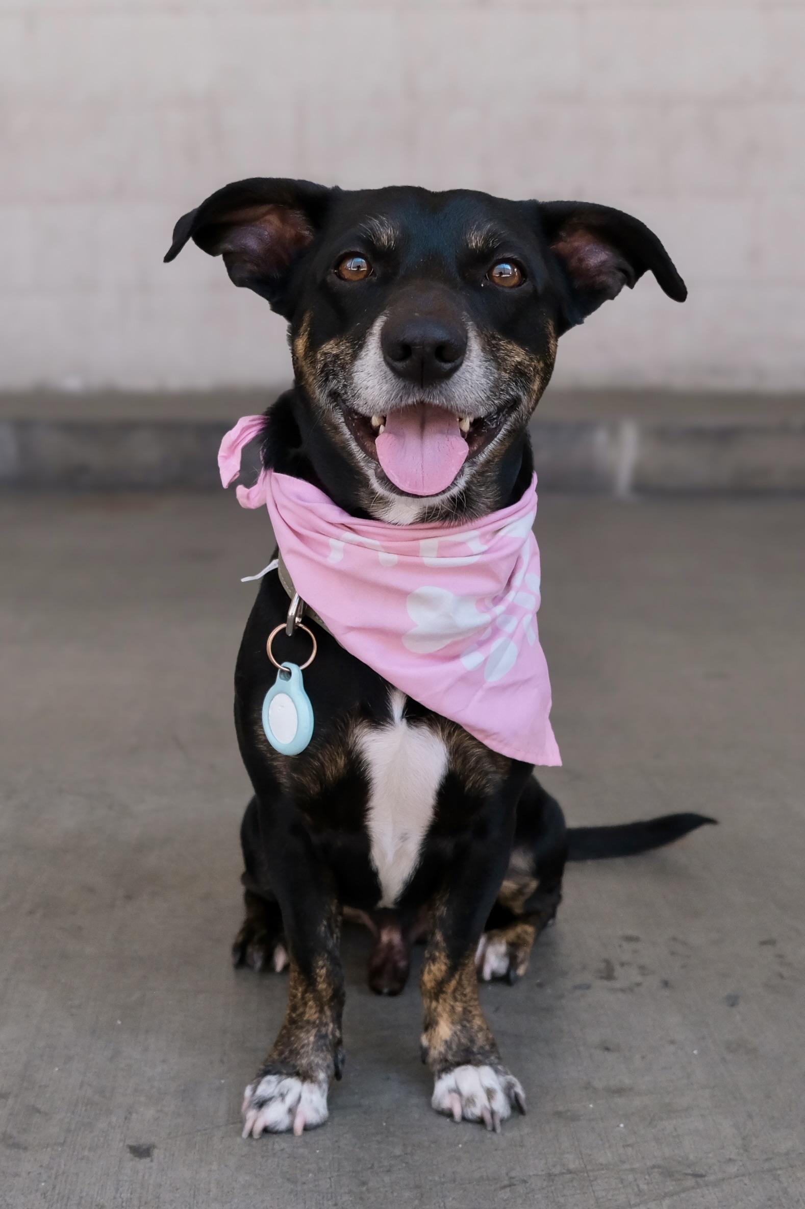 Enlarge Sparky Loko, a ADOPTABLE mixed breed in Los Angeles, CA image 1/6