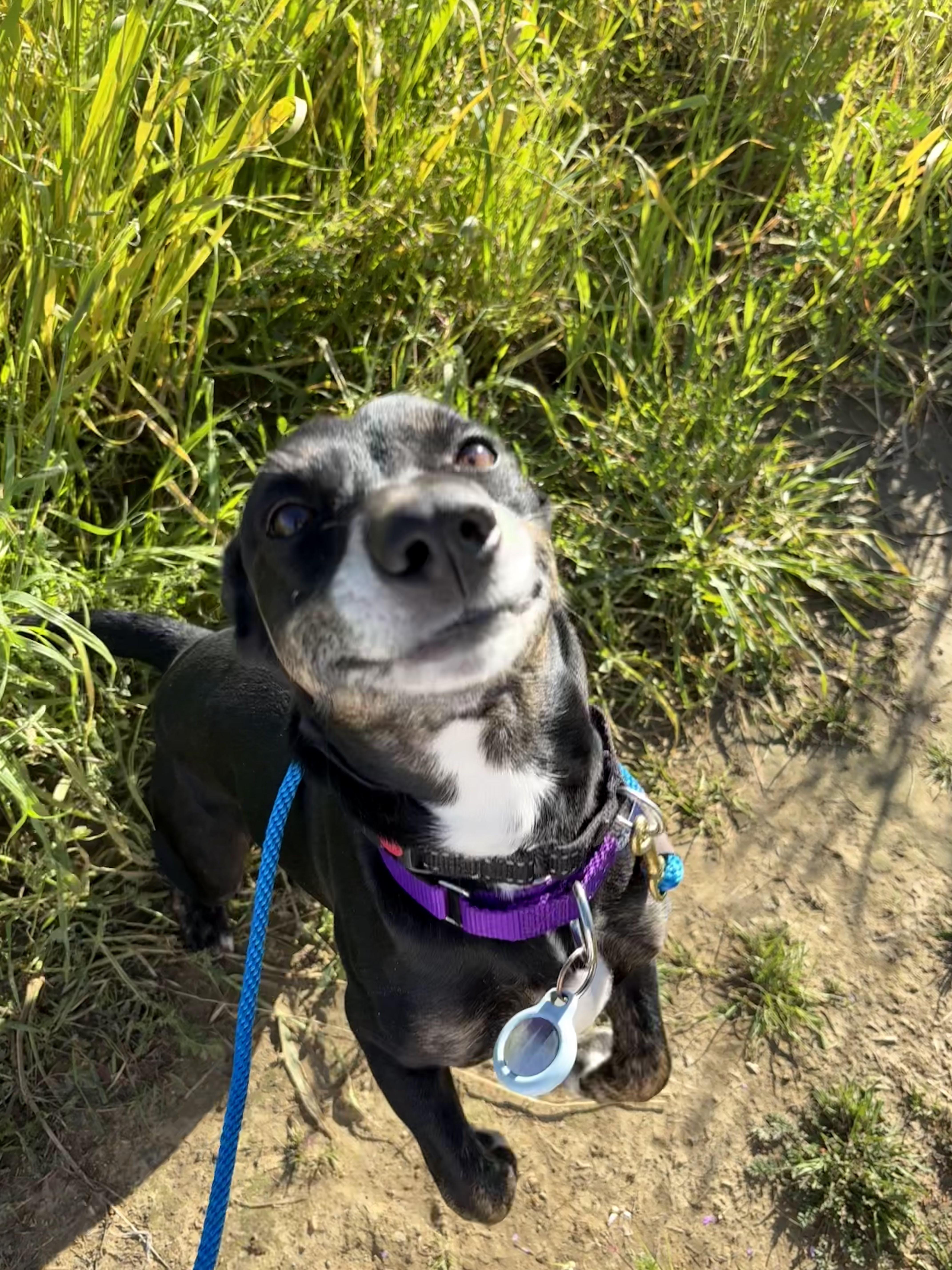 Enlarge Sparky Loko, a ADOPTABLE mixed breed in Los Angeles, CA image 4/6
