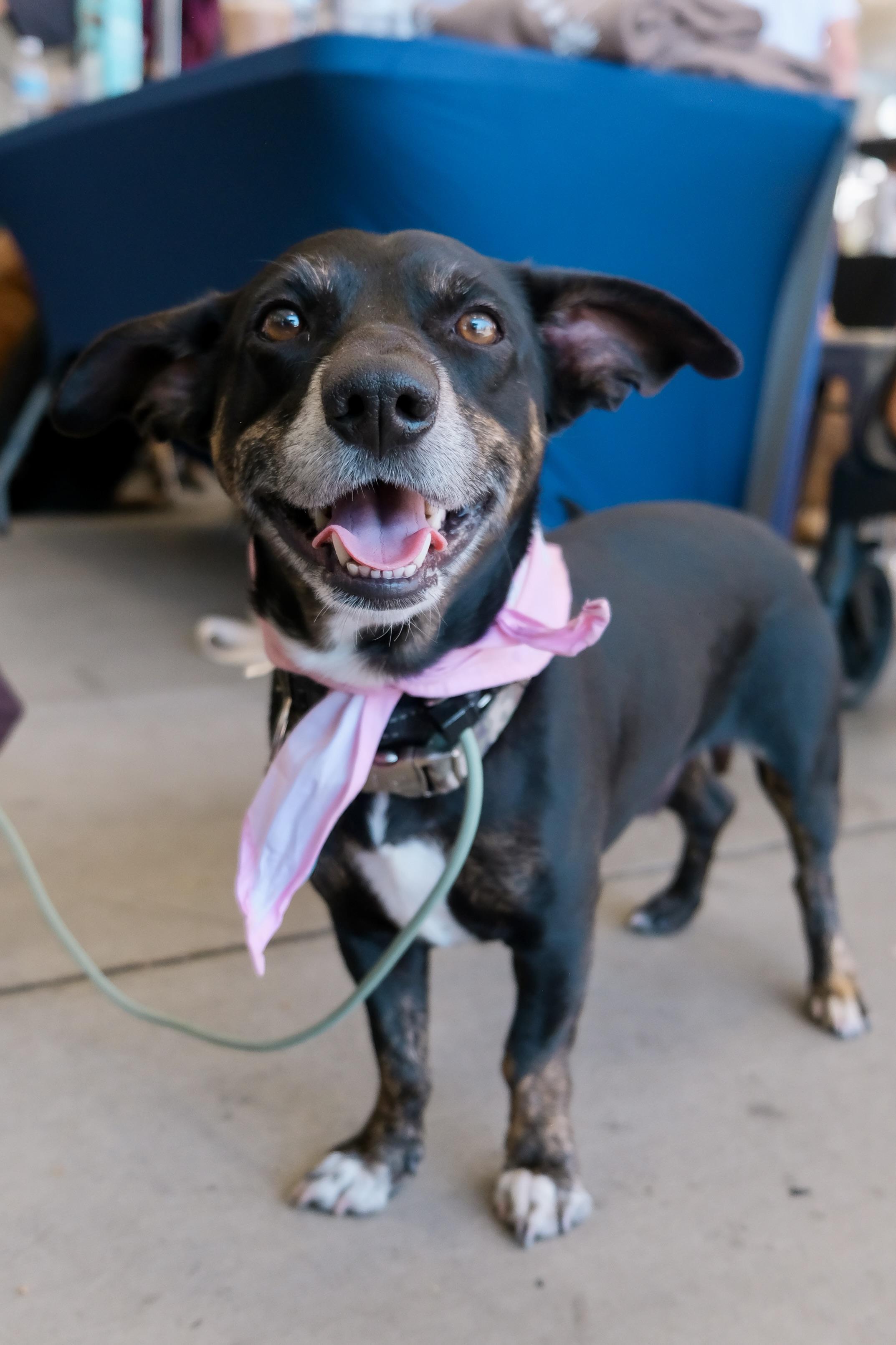 Enlarge Sparky Loko, a ADOPTABLE mixed breed in Los Angeles, CA image 2/6