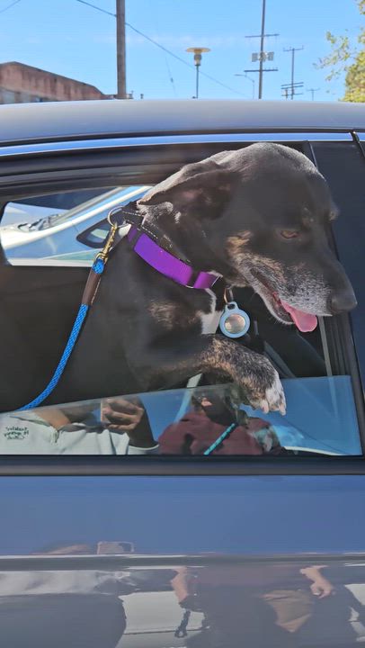 Enlarge Sparky Loko, a ADOPTABLE mixed breed in Los Angeles, CA video 6/6