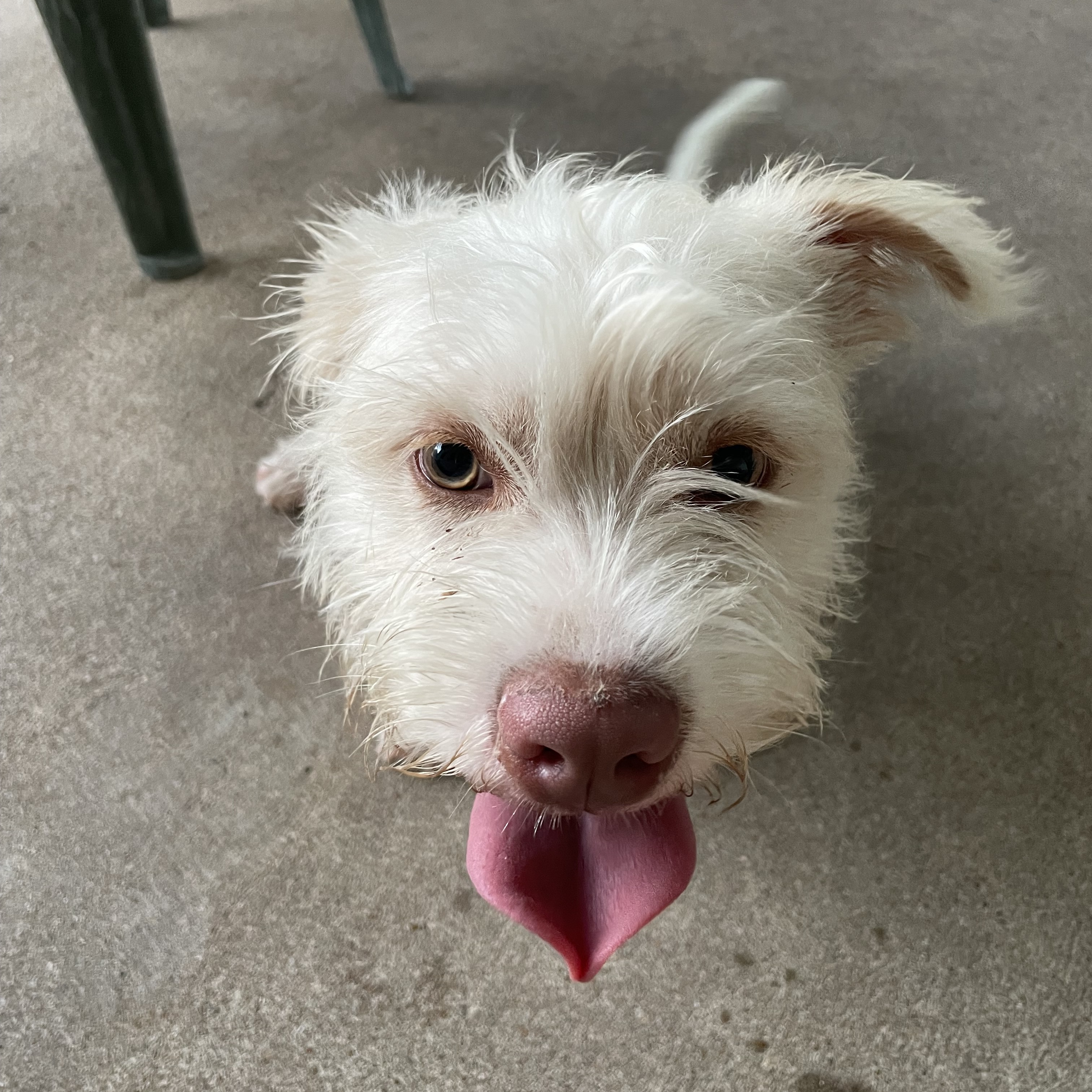 Dog for adoption MILO ( THE OVERGROWN TEDDY BEAR, LOVING, SWEET