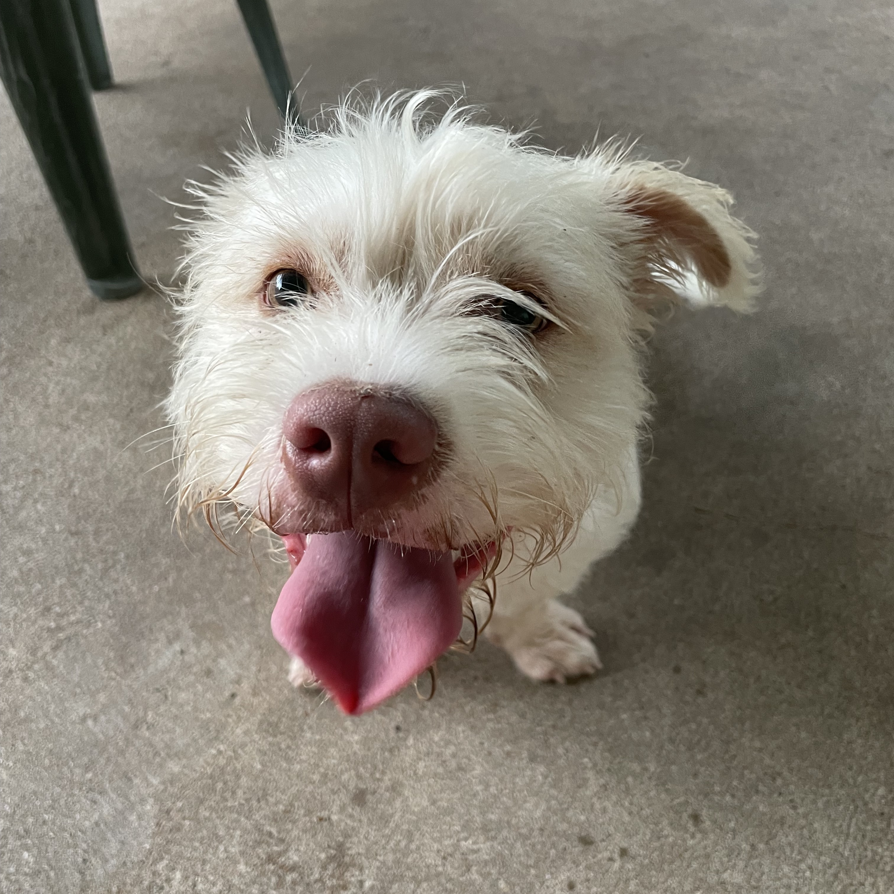 Dog for adoption MILO ( THE OVERGROWN TEDDY BEAR, LOVING, SWEET