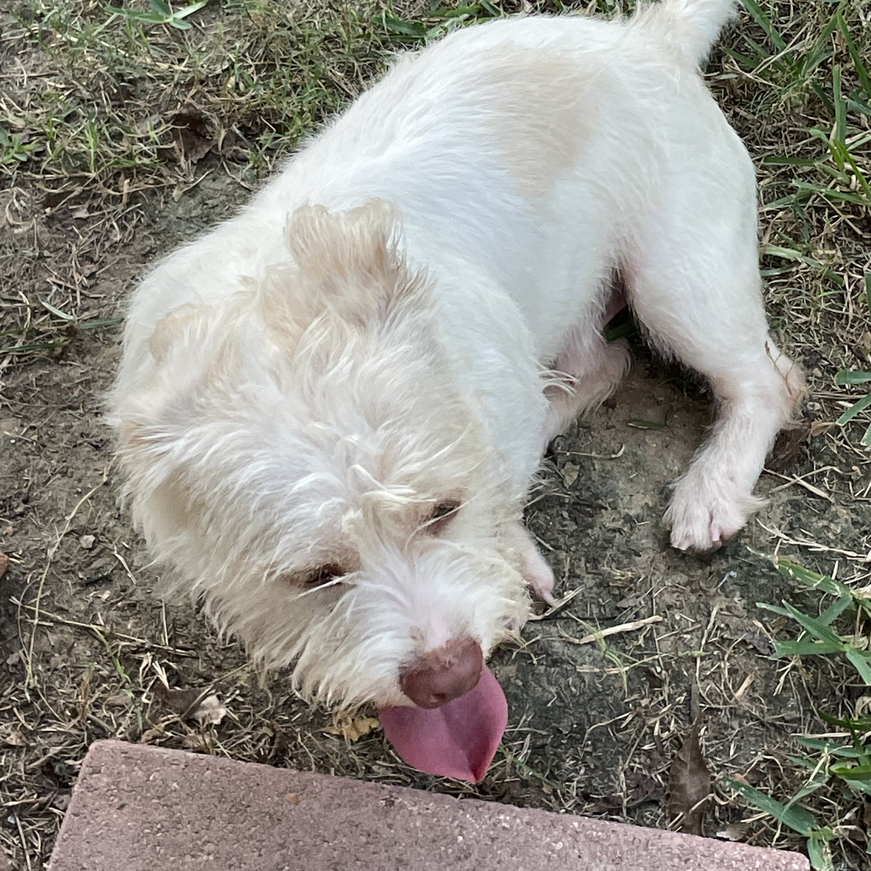 Dog for adoption MILO ( THE OVERGROWN TEDDY BEAR, LOVING, SWEET