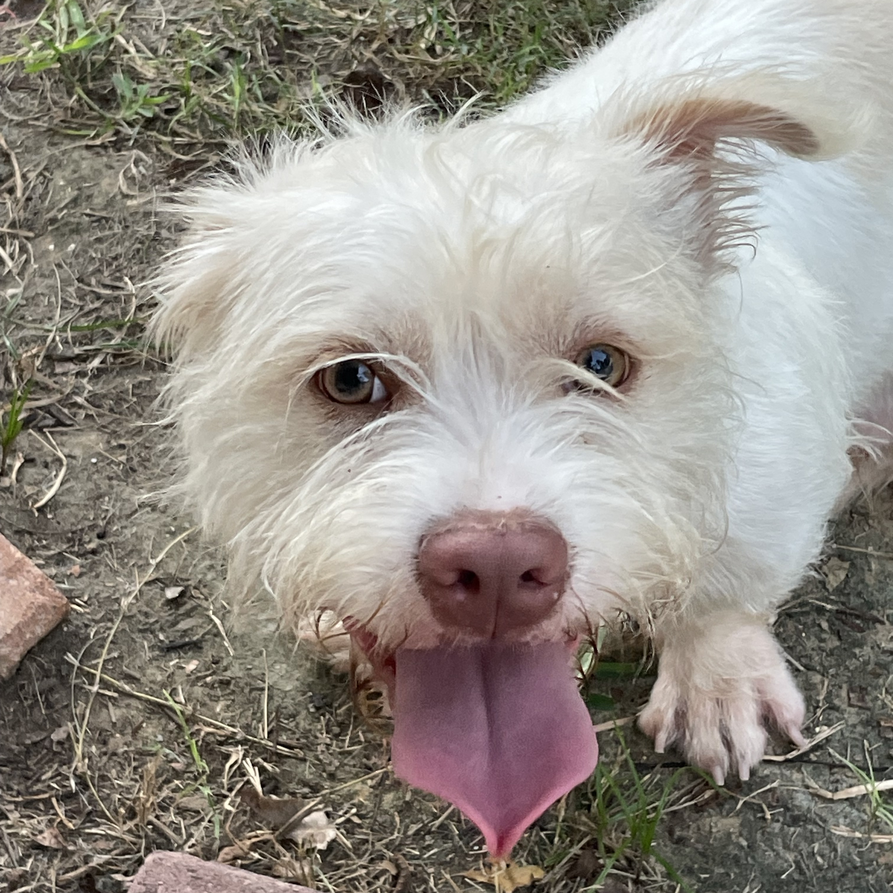 Dog for adoption MILO ( THE OVERGROWN TEDDY BEAR, LOVING, SWEET