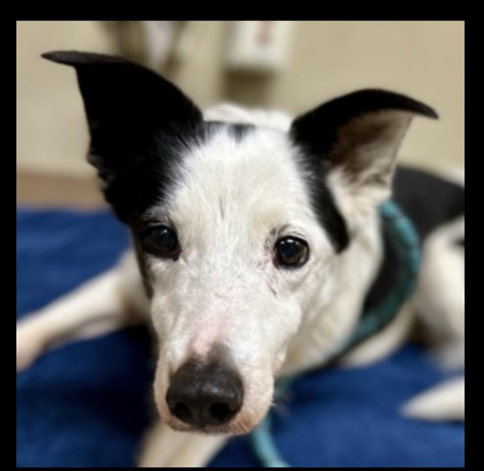 Cindy Lou , ADOPTABLE, Senior Female Border Collie.