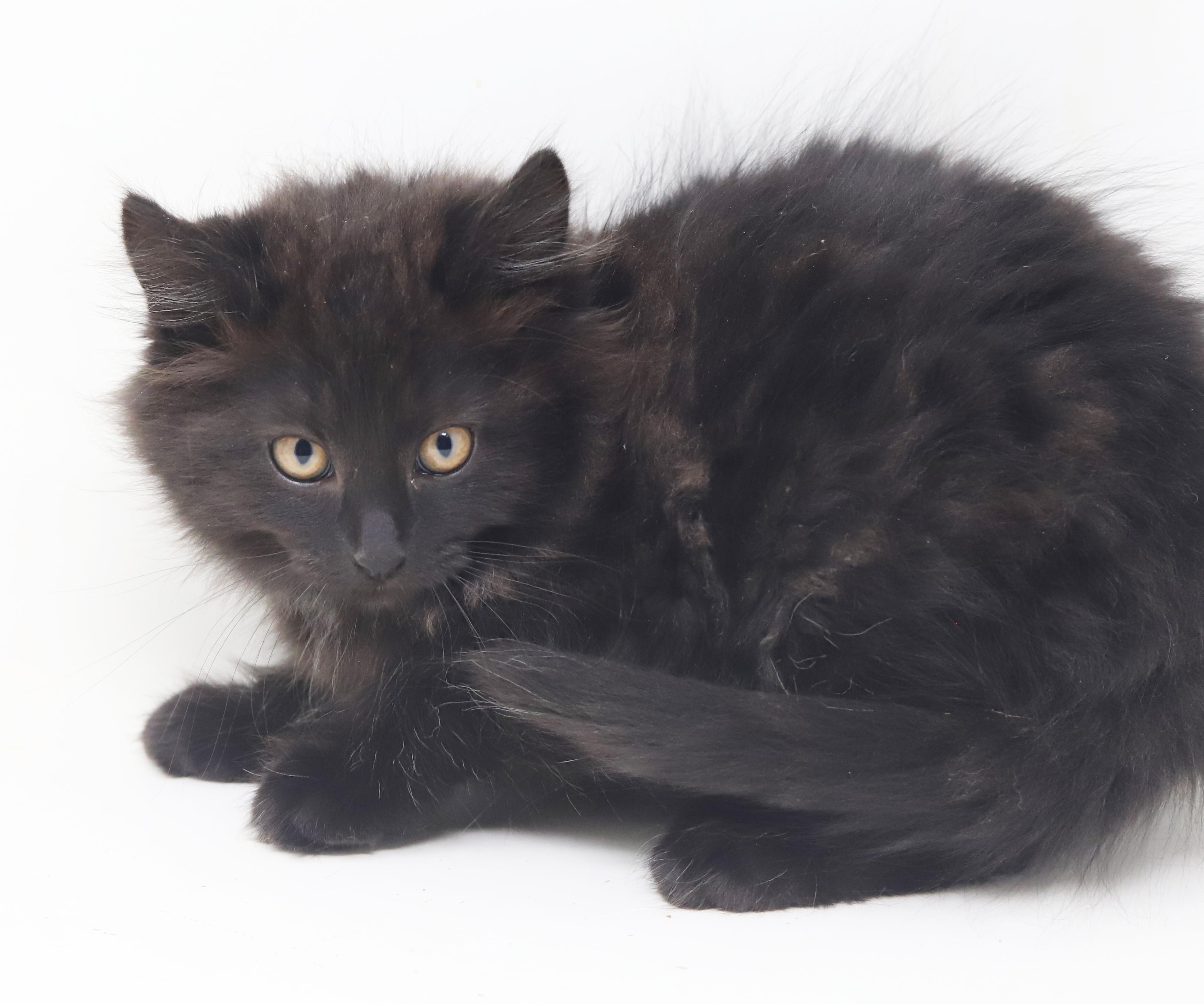 Pennywise - can he be any prettier or sweeter?!!  BONDED WITH Oogie Boogie!