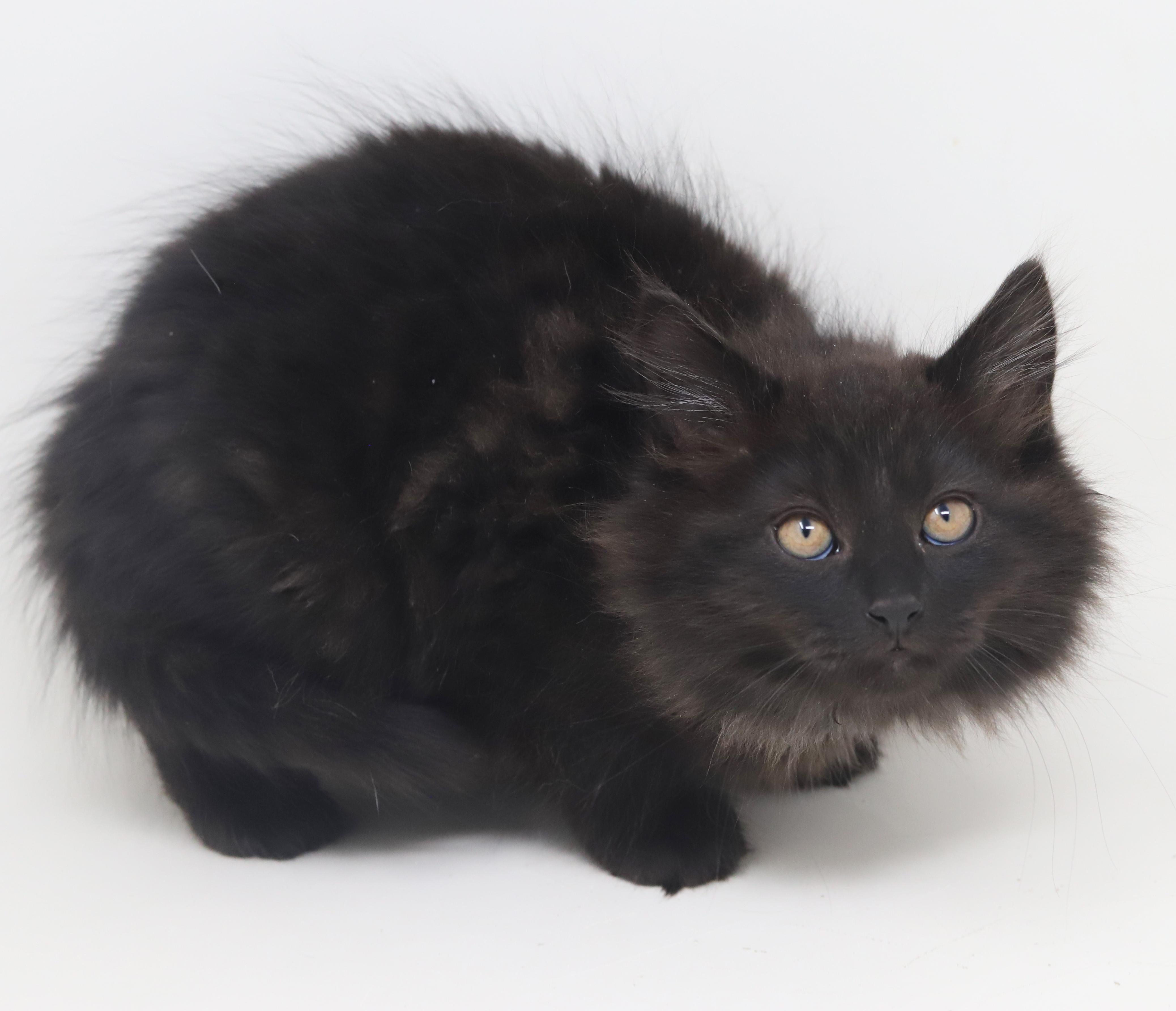 Pennywise - can he be any prettier or sweeter?!!  BONDED WITH Oogie Boogie!