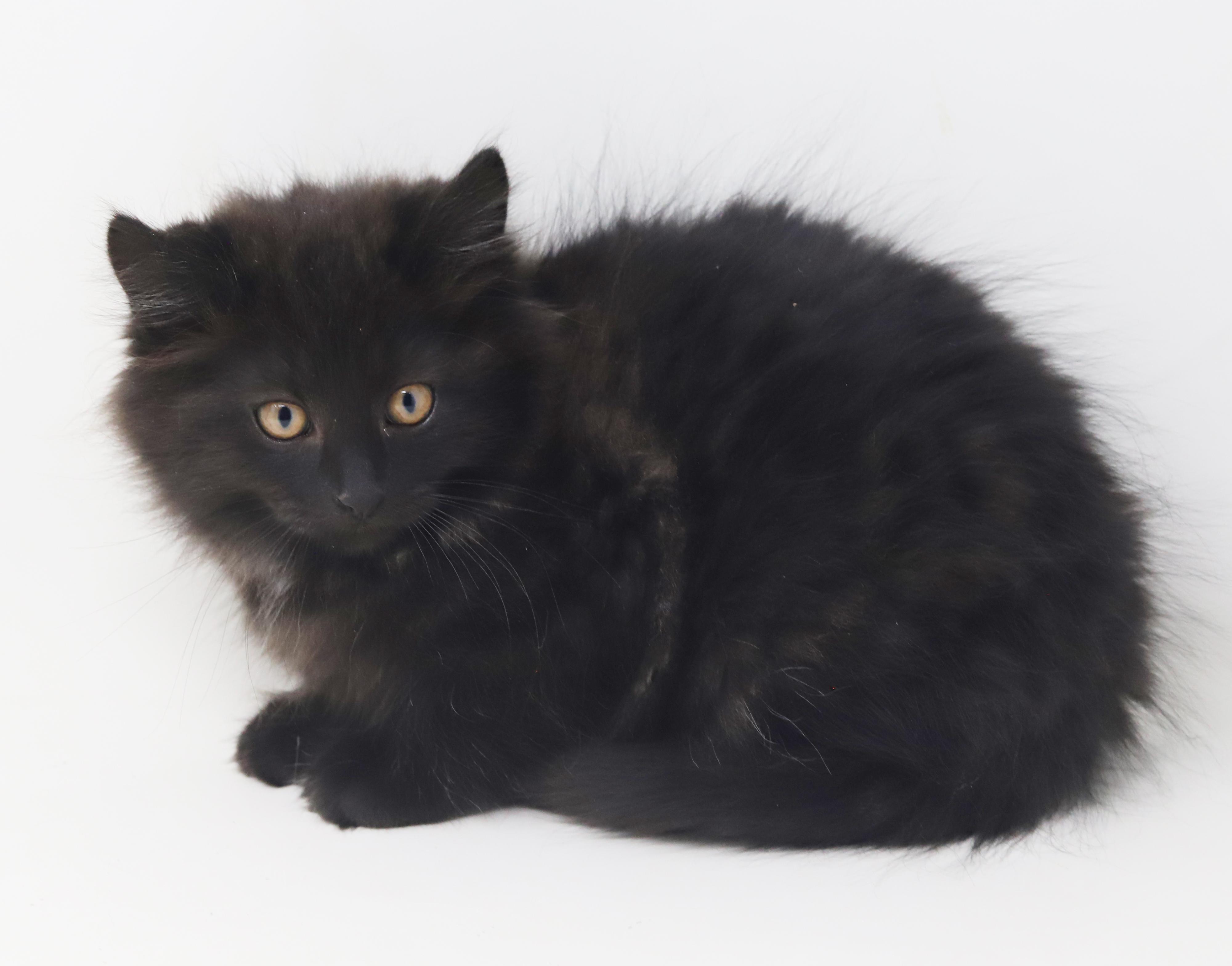 Pennywise - can he be any prettier or sweeter?!!  BONDED WITH Oogie Boogie!