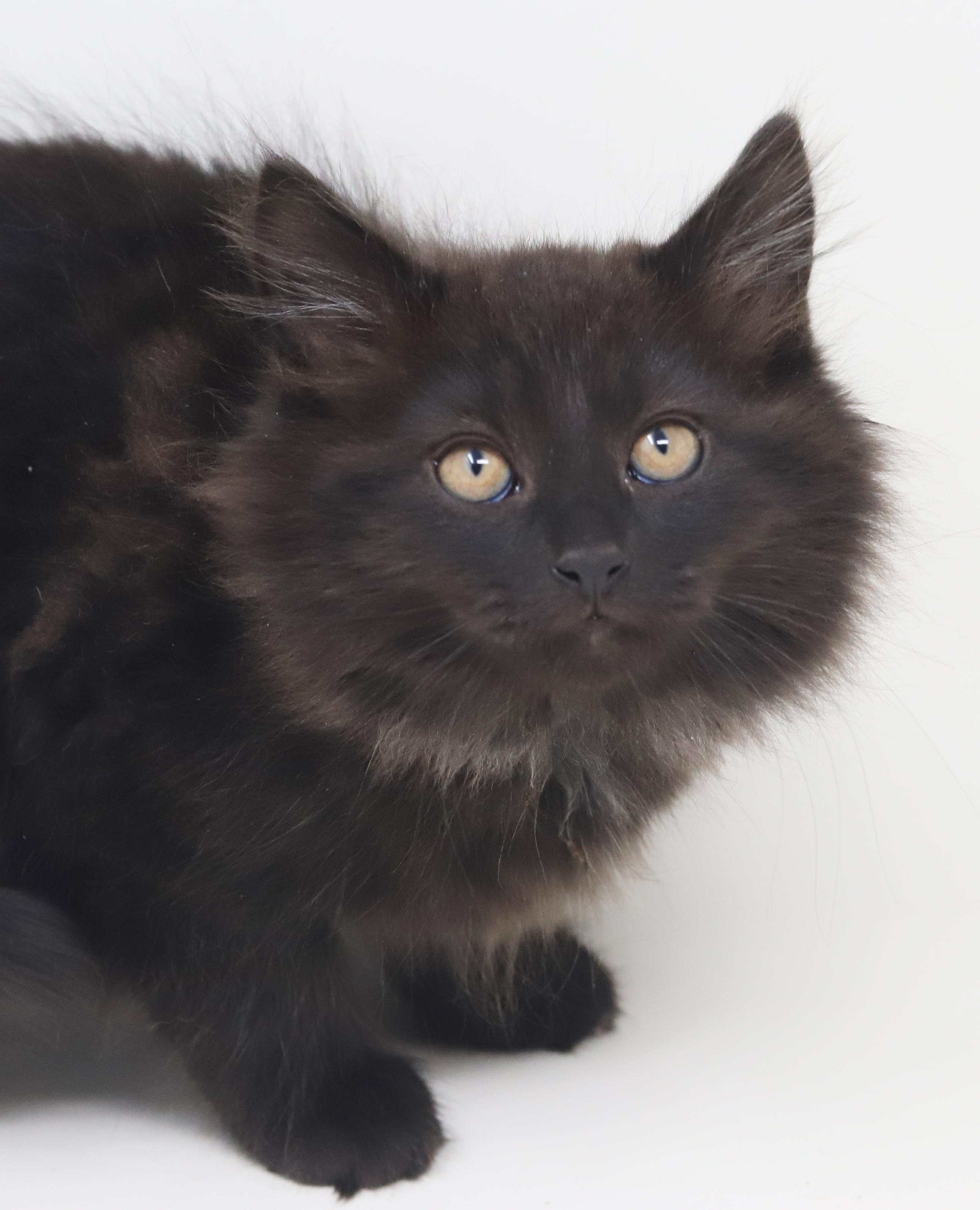 Pennywise - can he be any prettier or sweeter?!!  BONDED WITH Oogie Boogie!