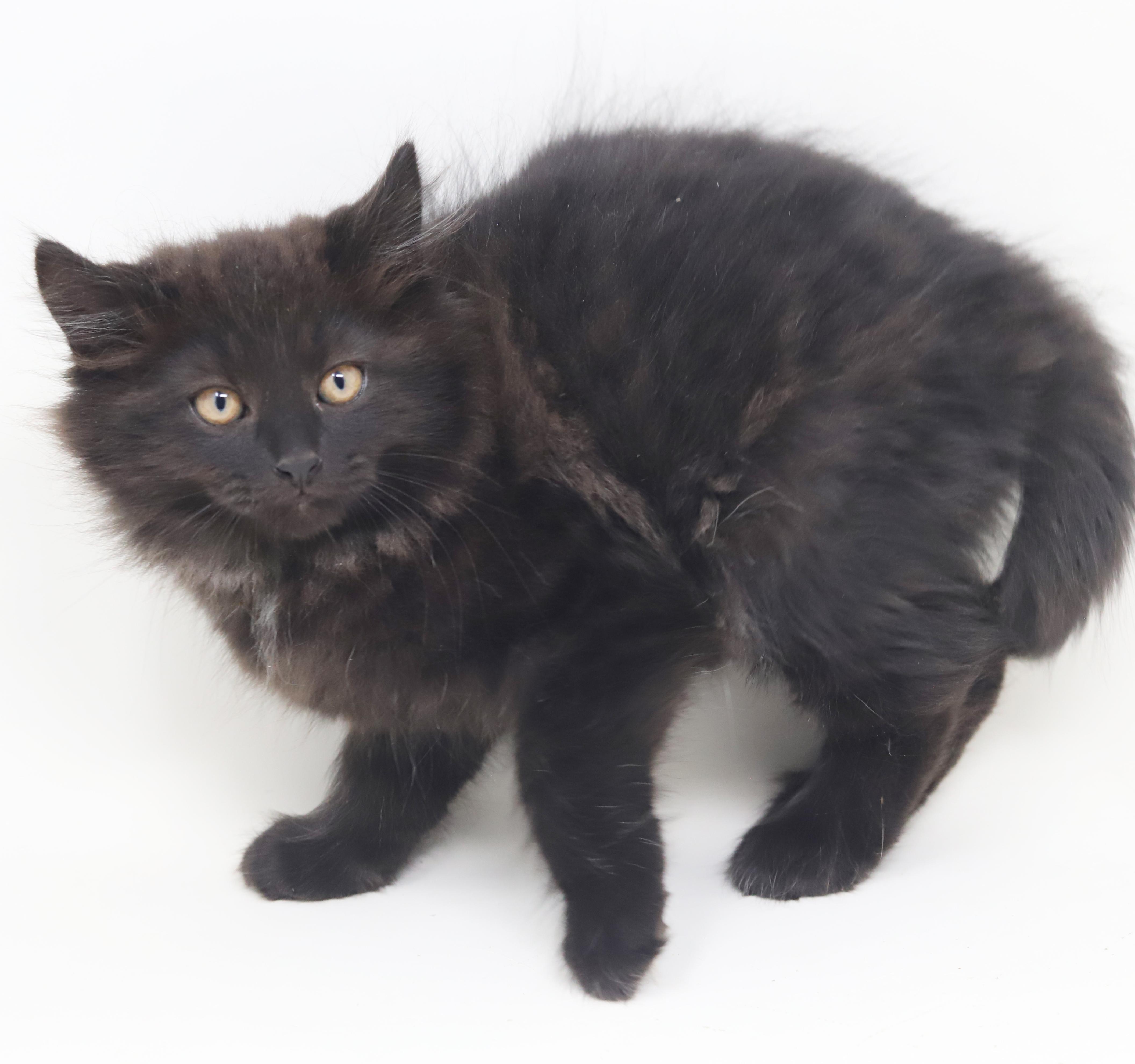 Pennywise - can he be any prettier or sweeter?!!  BONDED WITH Oogie Boogie!