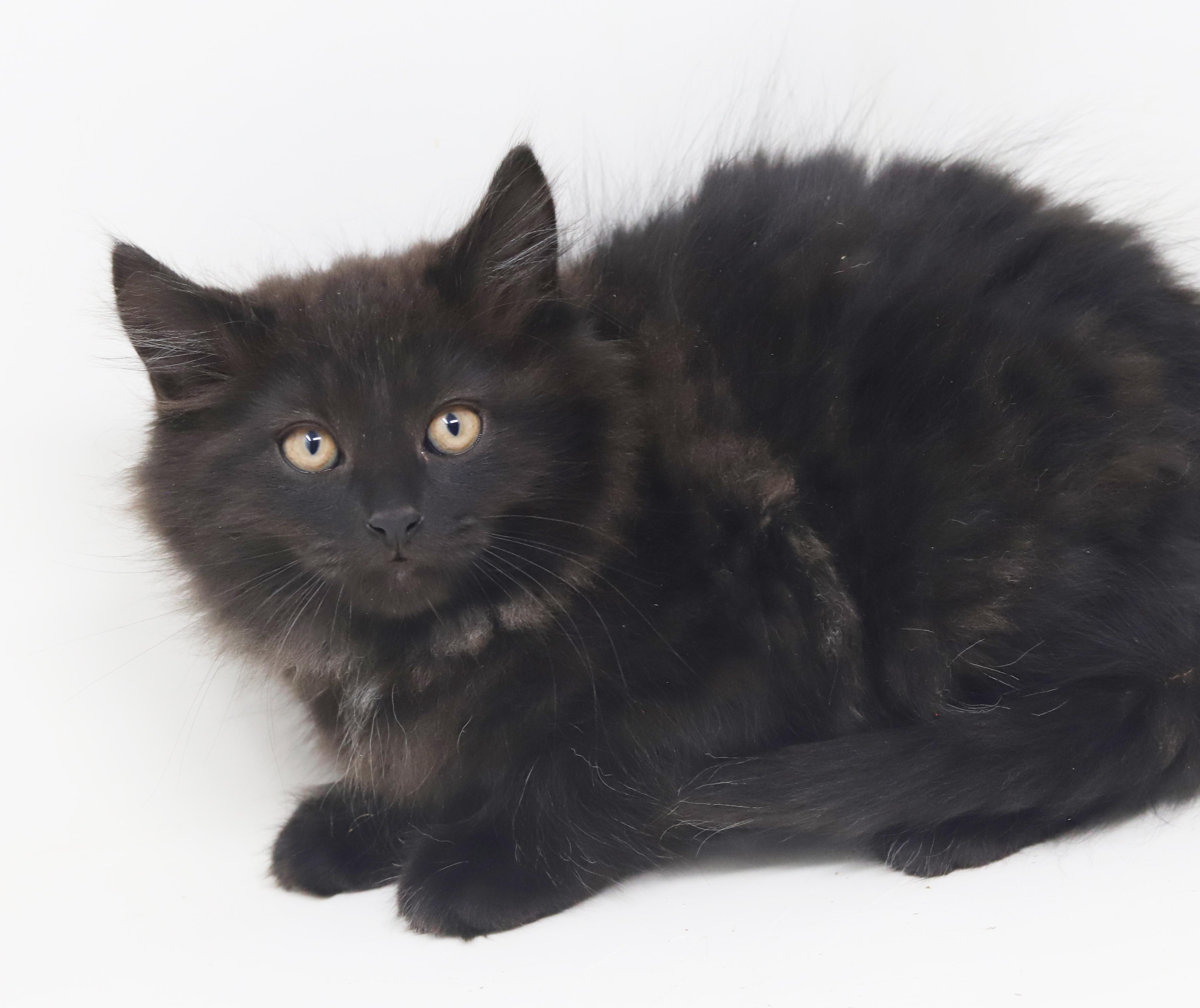 Pennywise - can he be any prettier or sweeter?!!  BONDED WITH Oogie Boogie!